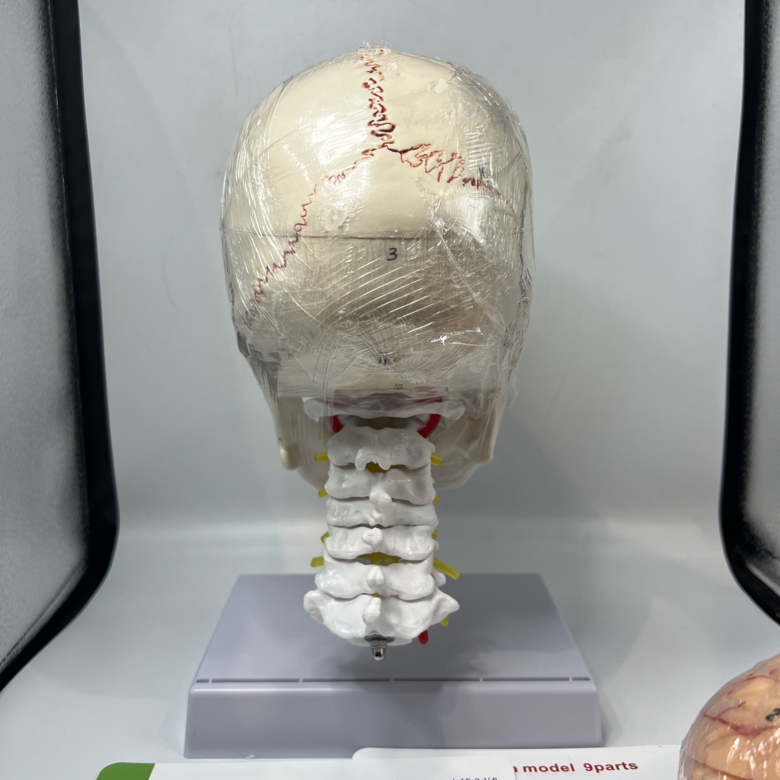 Human Skull with Brain & Cervical Vertebra Anatomical Model Life Size – 11 Piece
