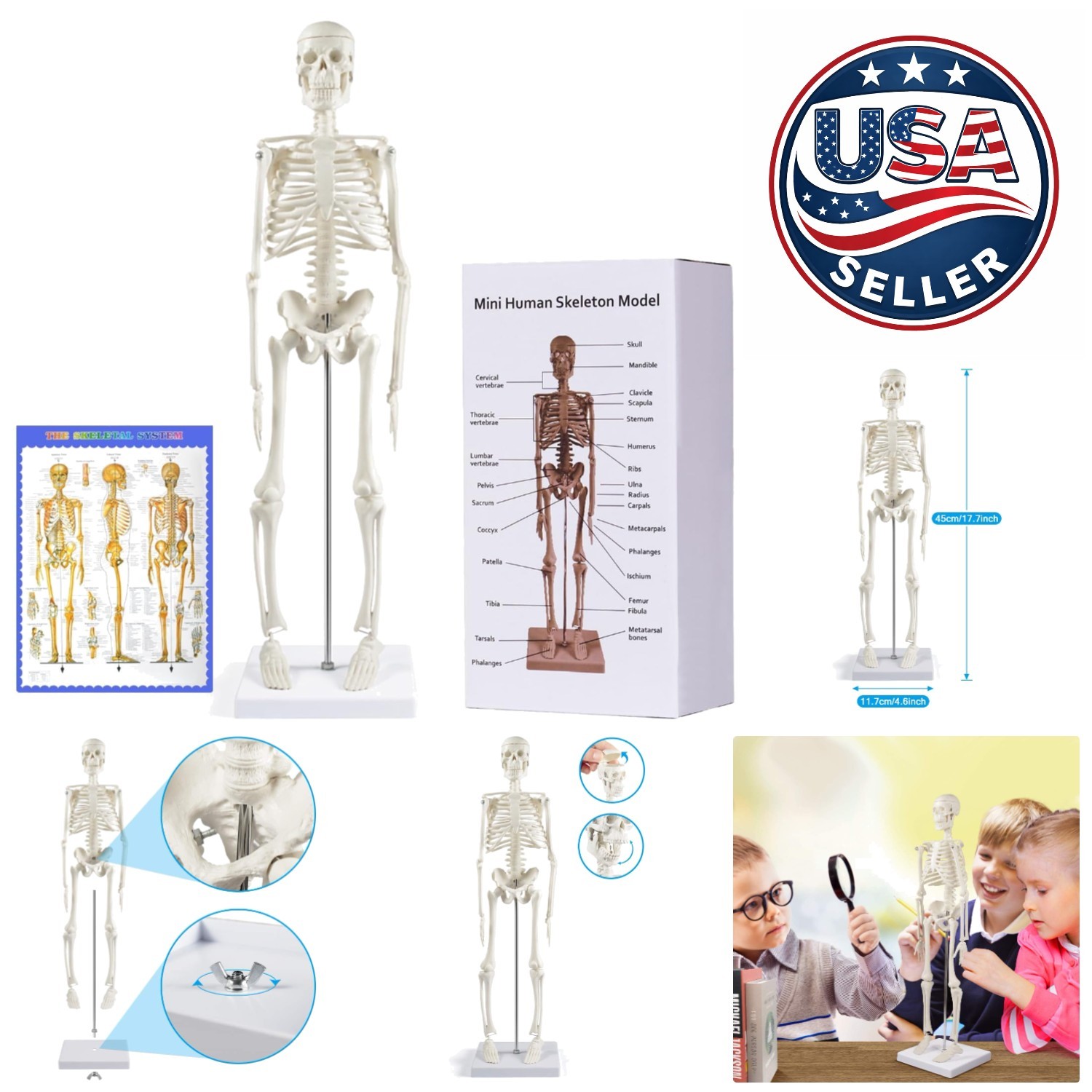 17.7-Inch Human Skeleton Model with Movable Arms – Ideal for Anatomy Study