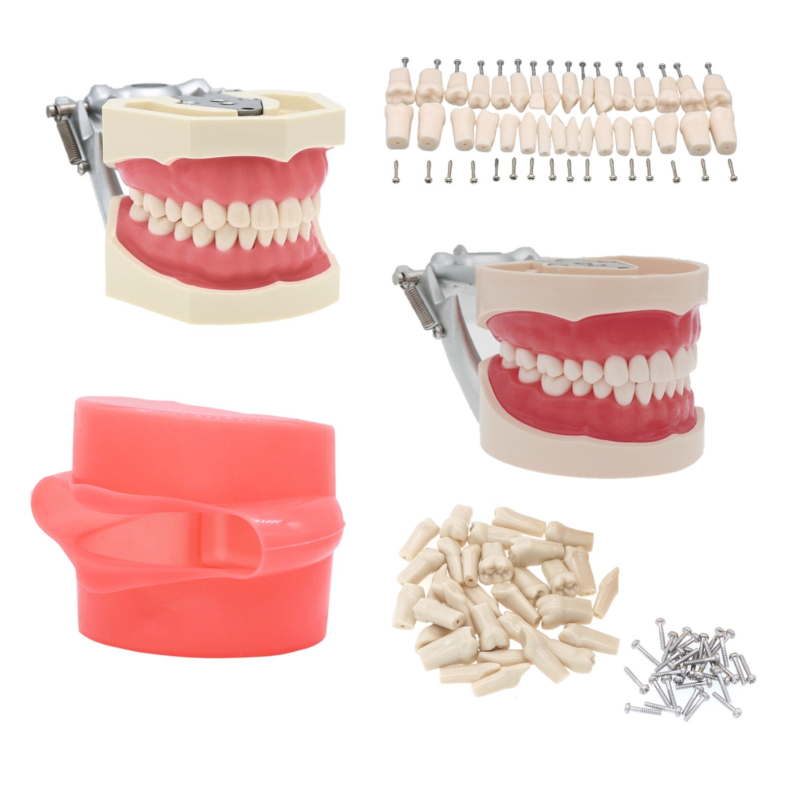 Dental Typodont Teeth Model Ortho Implant Pathological Perio Practice Demo Model