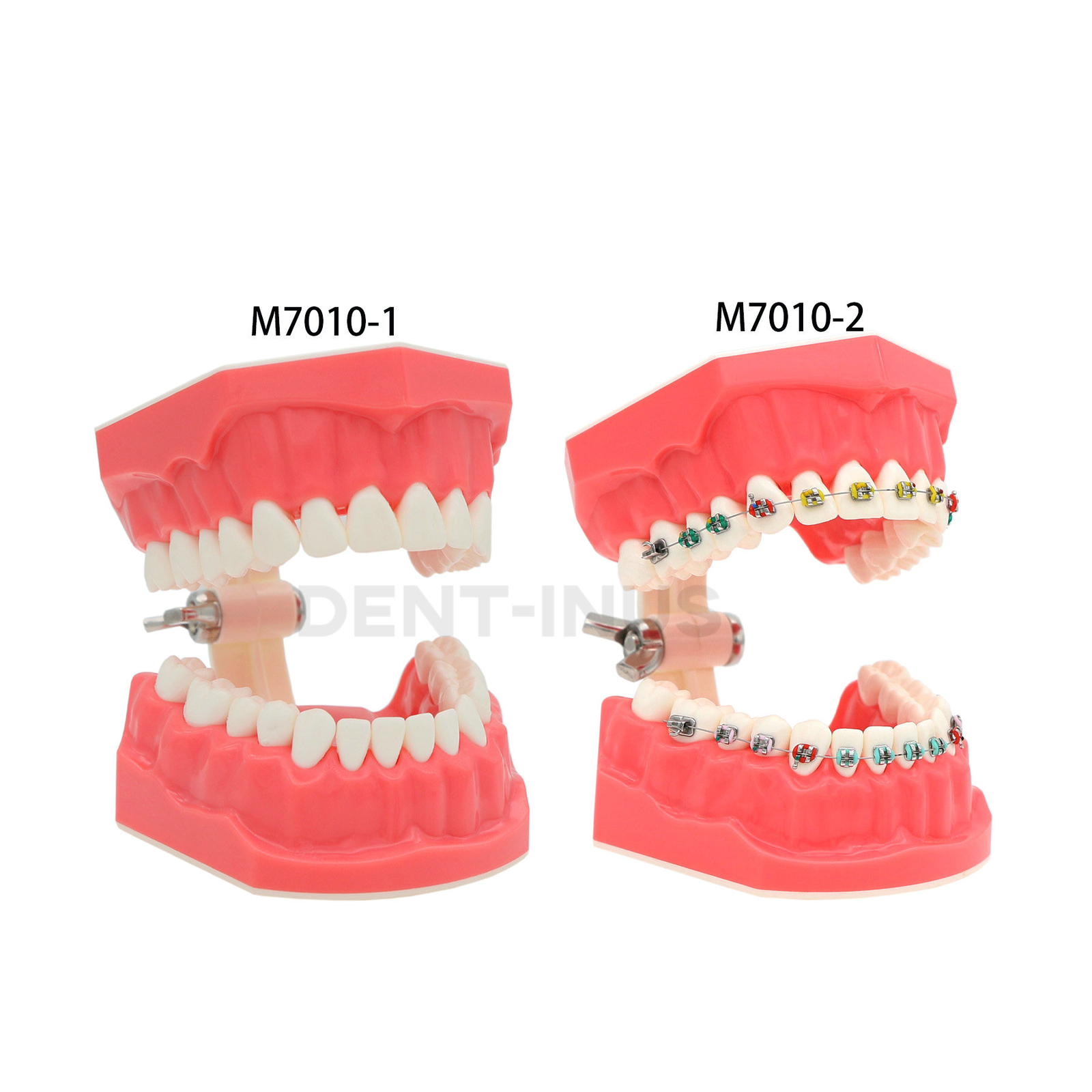 US Dental Teeth Typodonts Model Brushing Flossing Practice Mode Anatomic Teach