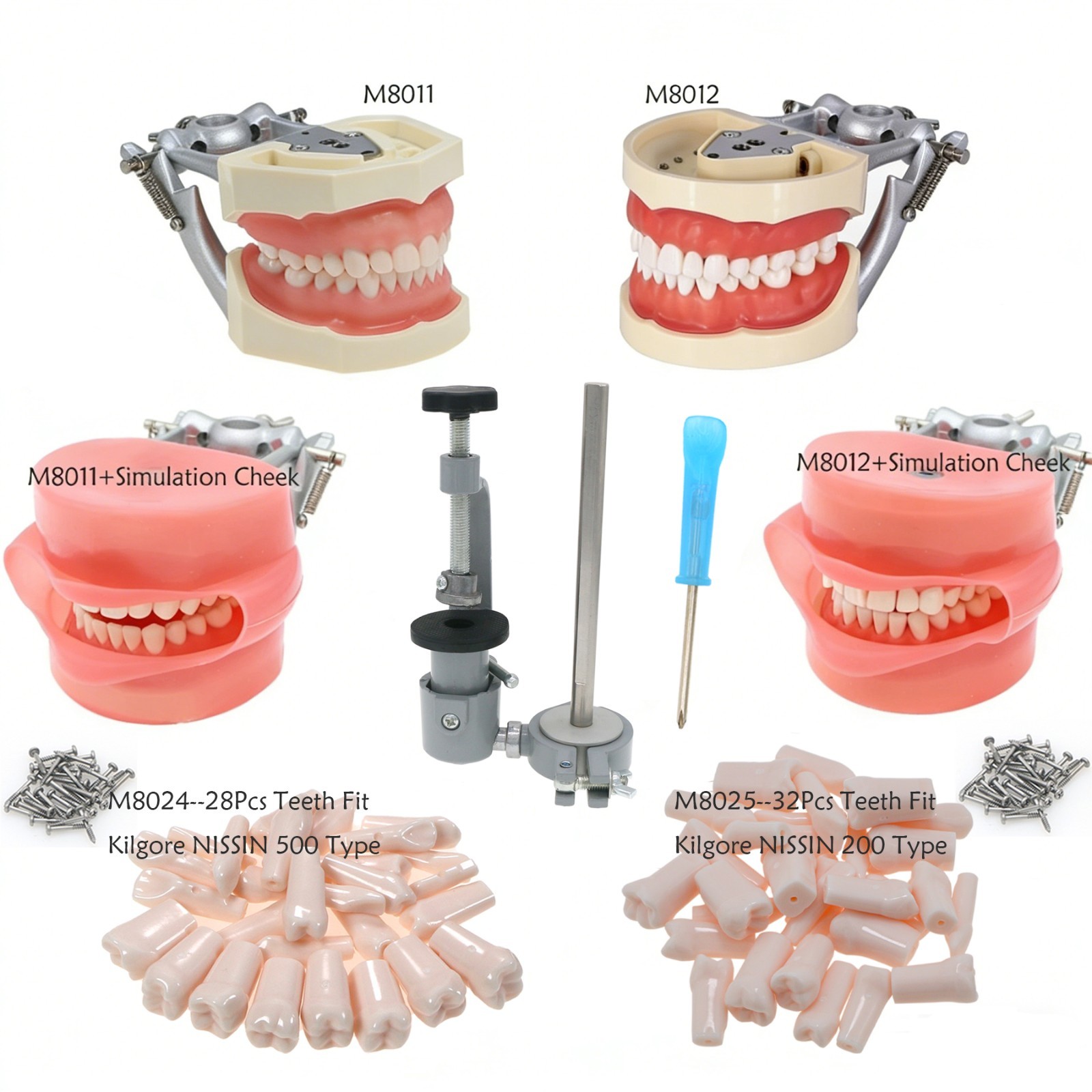 Kilgore Nissin 200/500 Dental Typodont Model With Removable Teeth Mounting Pole