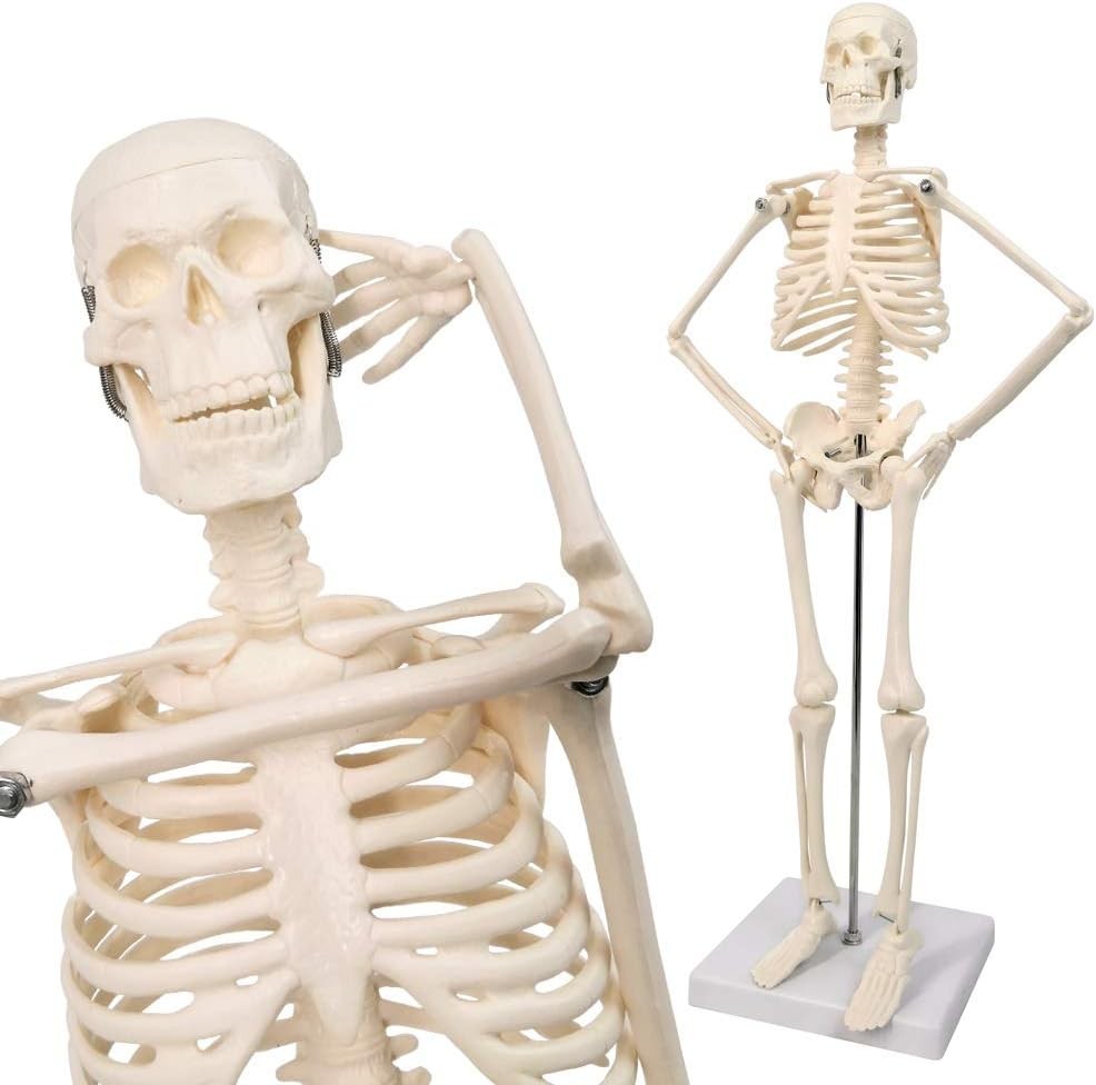 17.7“ Human Skeleton Model for Anatomy,Movable Arms Legs Bones Structures,Who…