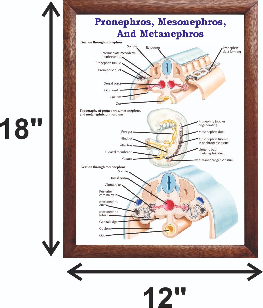 Pronephros, Mesonephros, And Metanephros Chart 12×18 inches