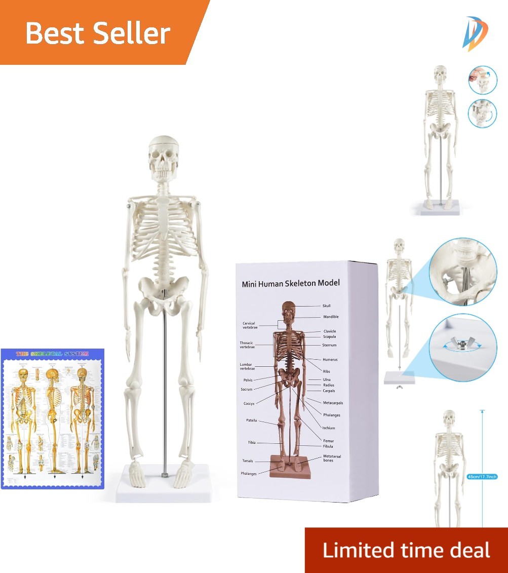 Realistic 17.7” Mini Human Skeleton Model – Movable Arms & Legs for Education