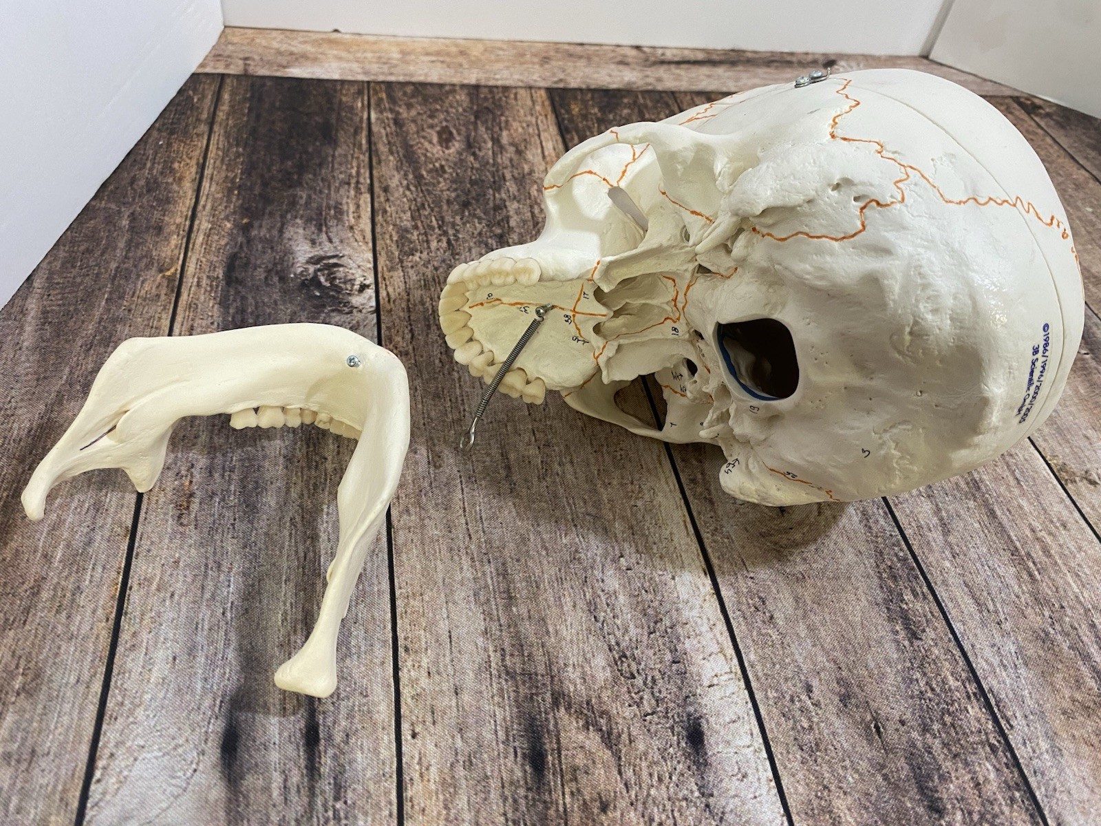 3B Scientific Classic Human Skull Model Opened Detachable Lower Jaw 3 Part