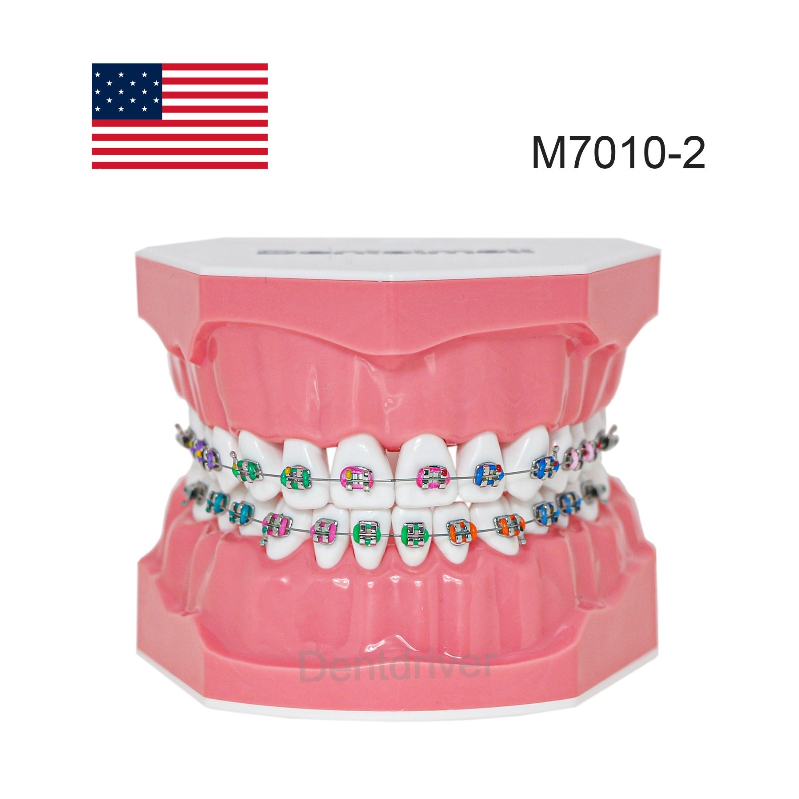 US Orthodontic Typodont 1:1 Teeth Model M7010-2 Fixed Brackets Braces Teaching