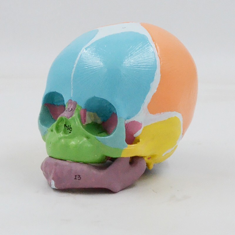 1:1 Size Medical Science baby infant Skull Anatomical Model