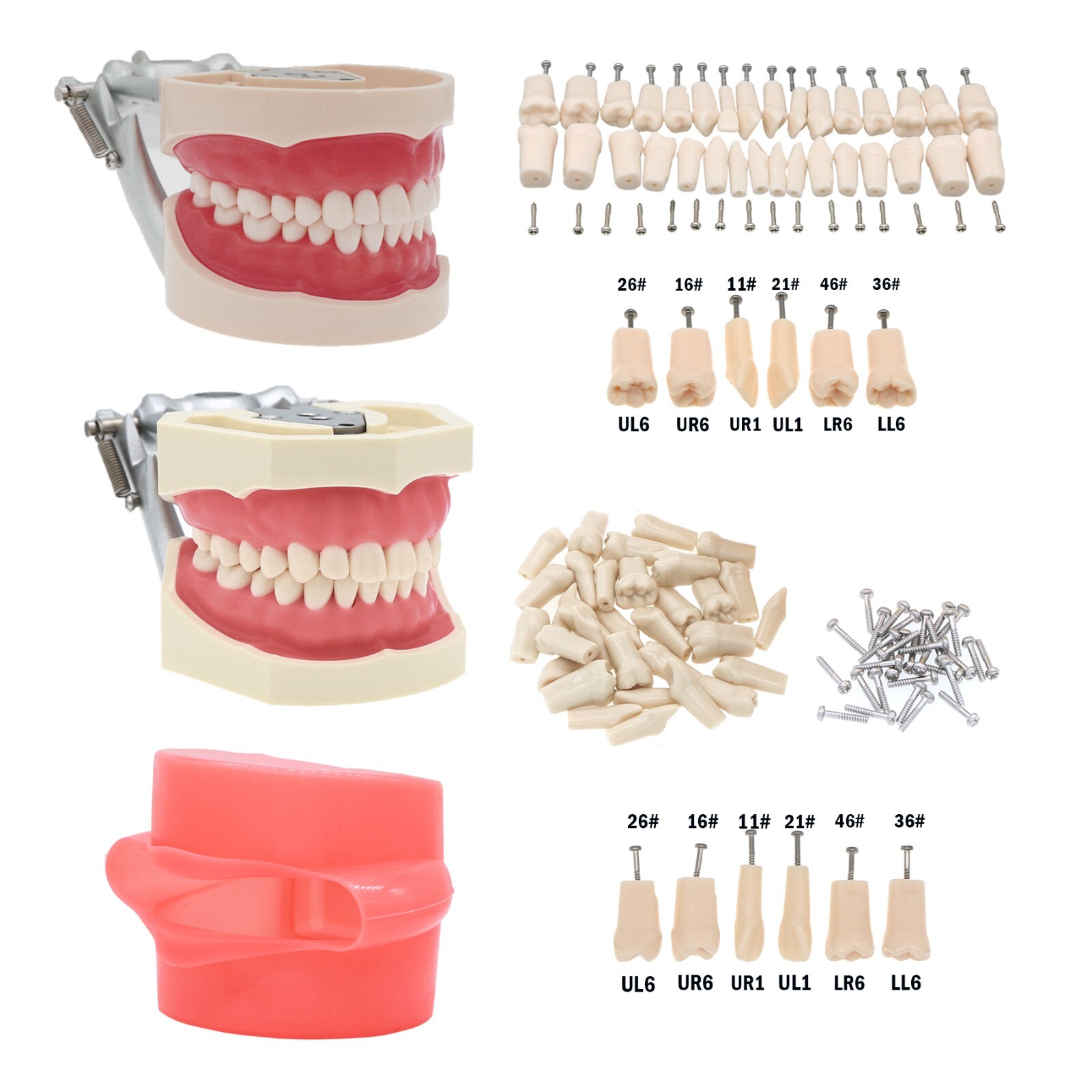 Dental Typodont Teeth Model With Screw-in Teeth fit Kilgore NISSIN 200/500 Type