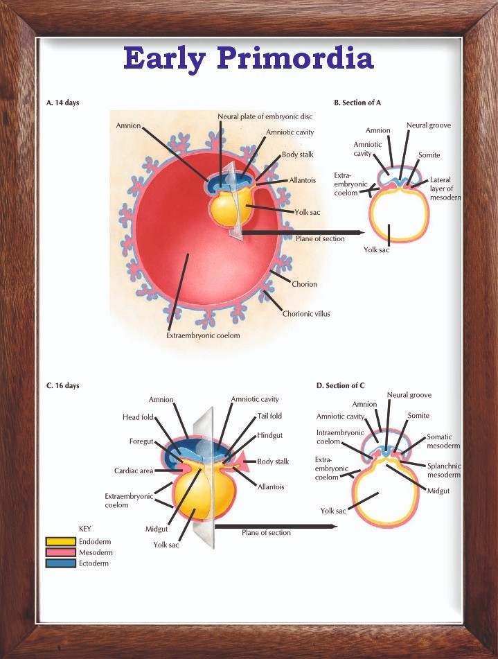Early Primordia Chart 12×18 inches