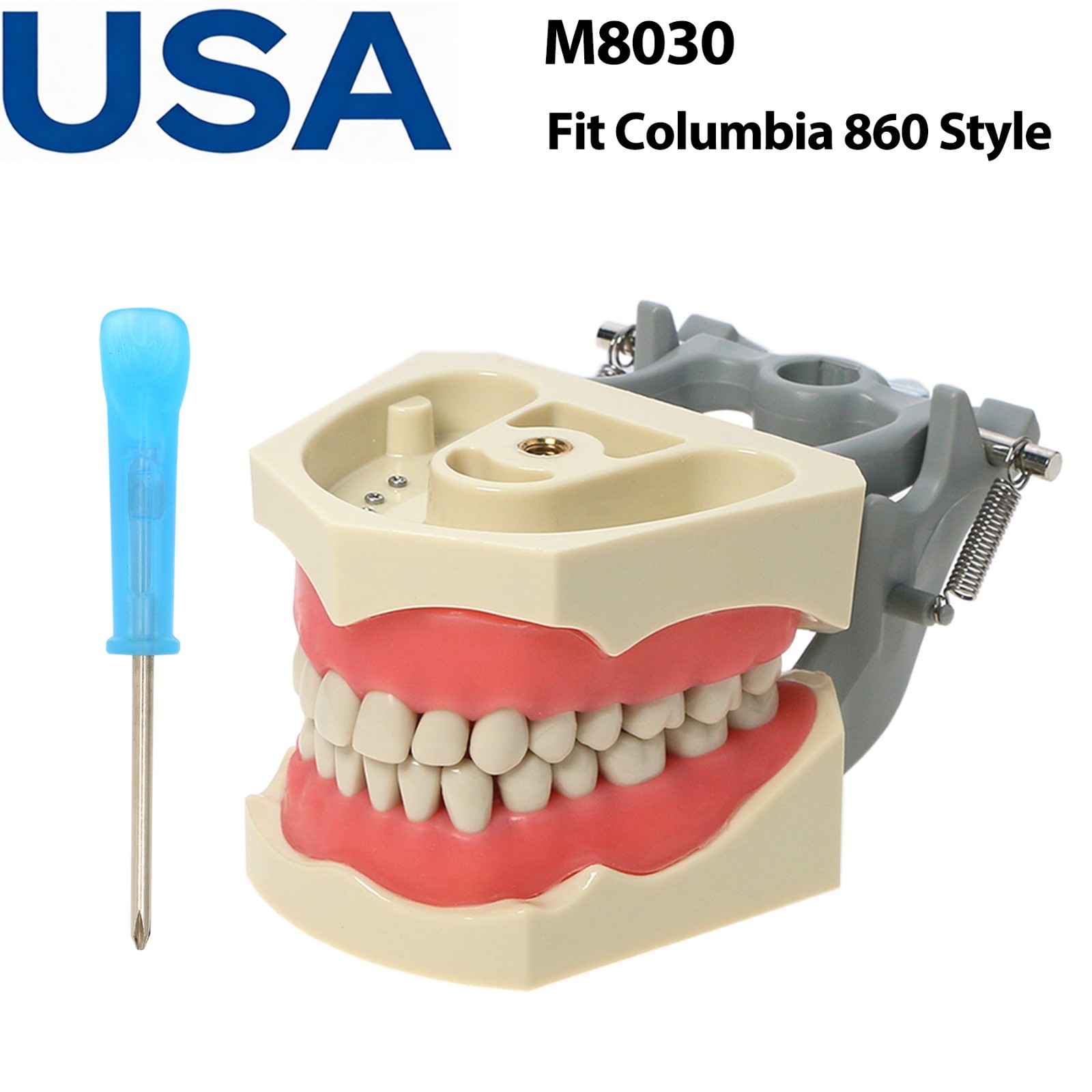 US Dental Typodont Teeth Model Mounting Pole Fit Columbia Kilgore Nissin Frasaco