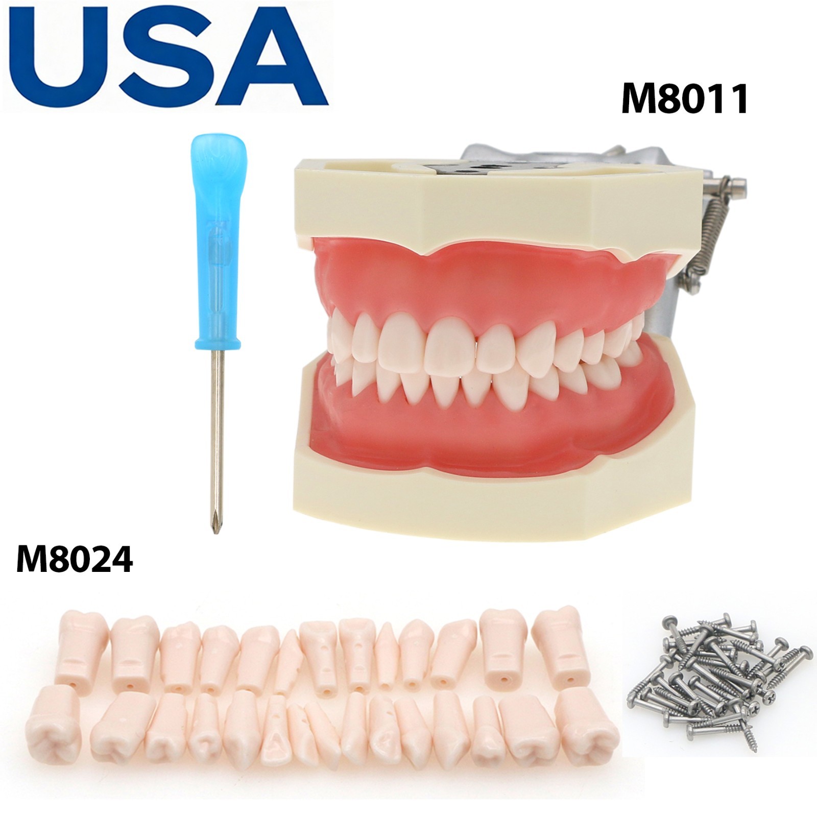 US Dental Typodont Teeth Model Mounting Pole Fit Columbia Kilgore Nissin Frasaco