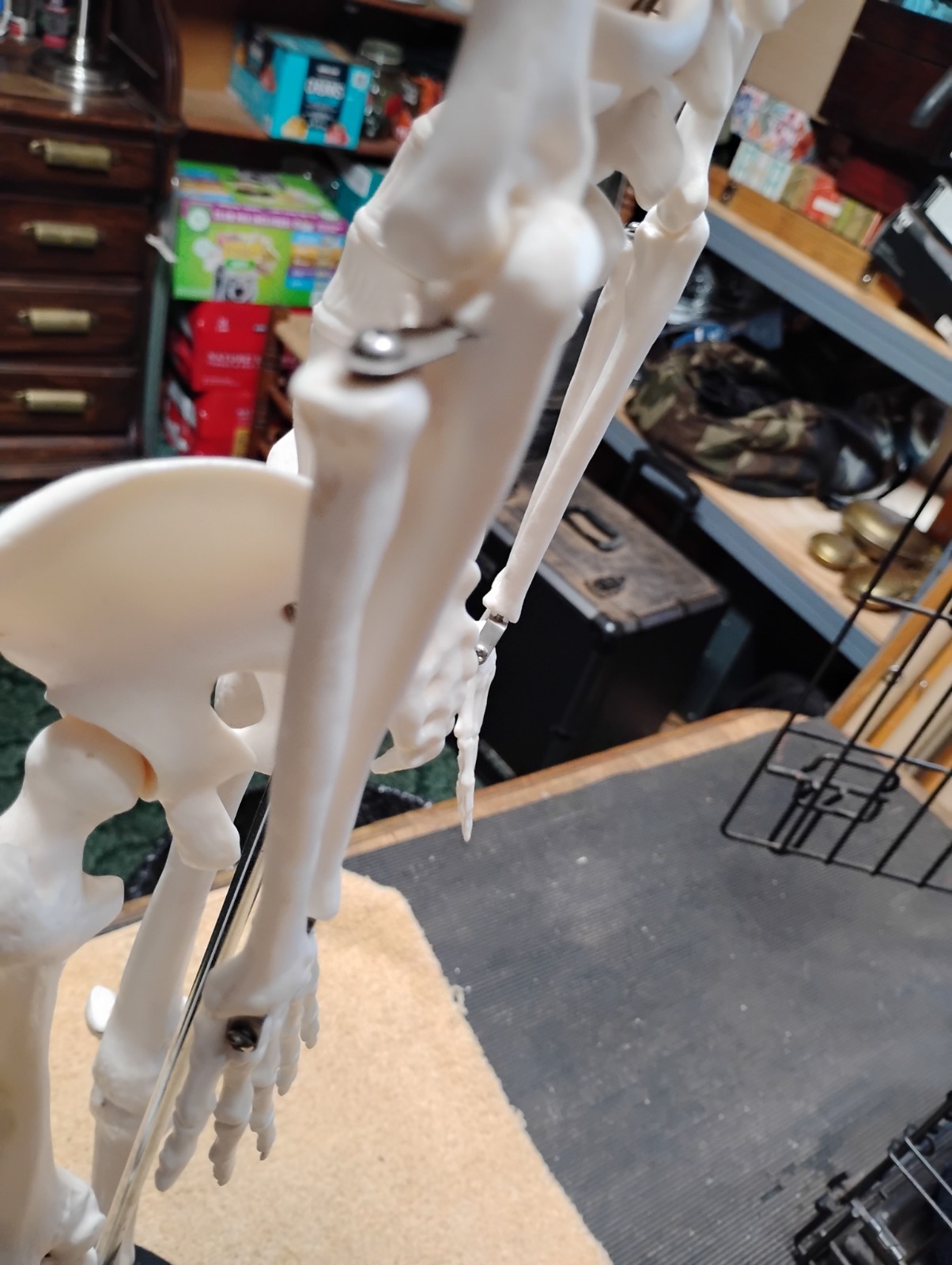 Medical Skeleton Model 33″ tall. Used in Good Condition.