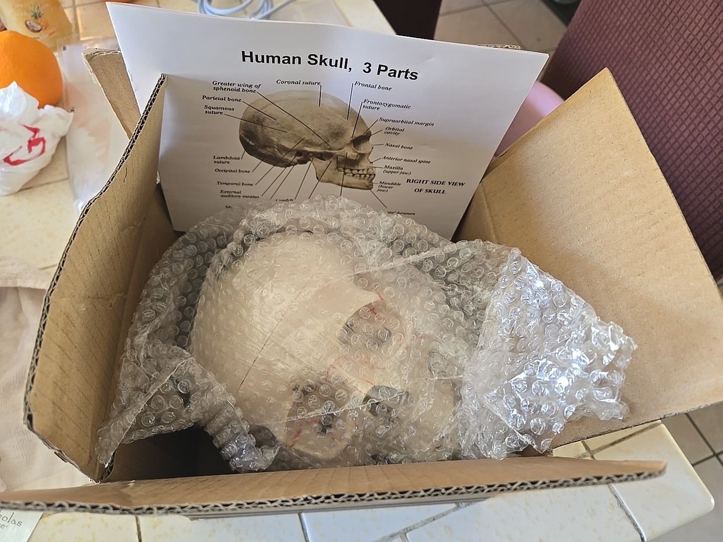 Human Skull with Sutures 3 Part Anatomical Model, Medical Curiosities New In Box