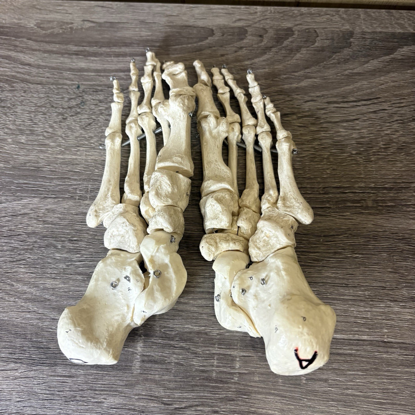 VTG Foot Feet Skeleton Anatomical Model Left Right Adult Podiatrist Med Student
