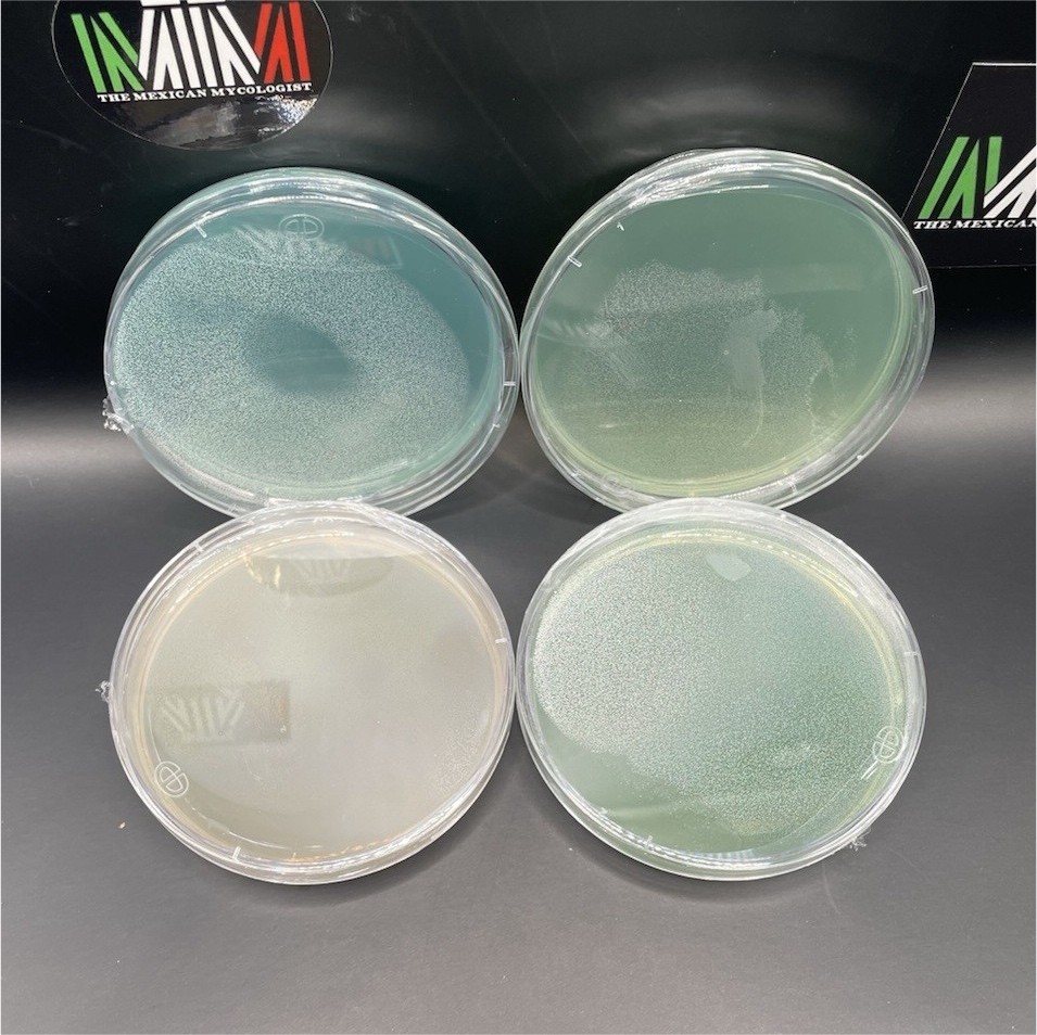 Set of 4 Petri Dishes with Culture Media for Biological Laboratory Mycology