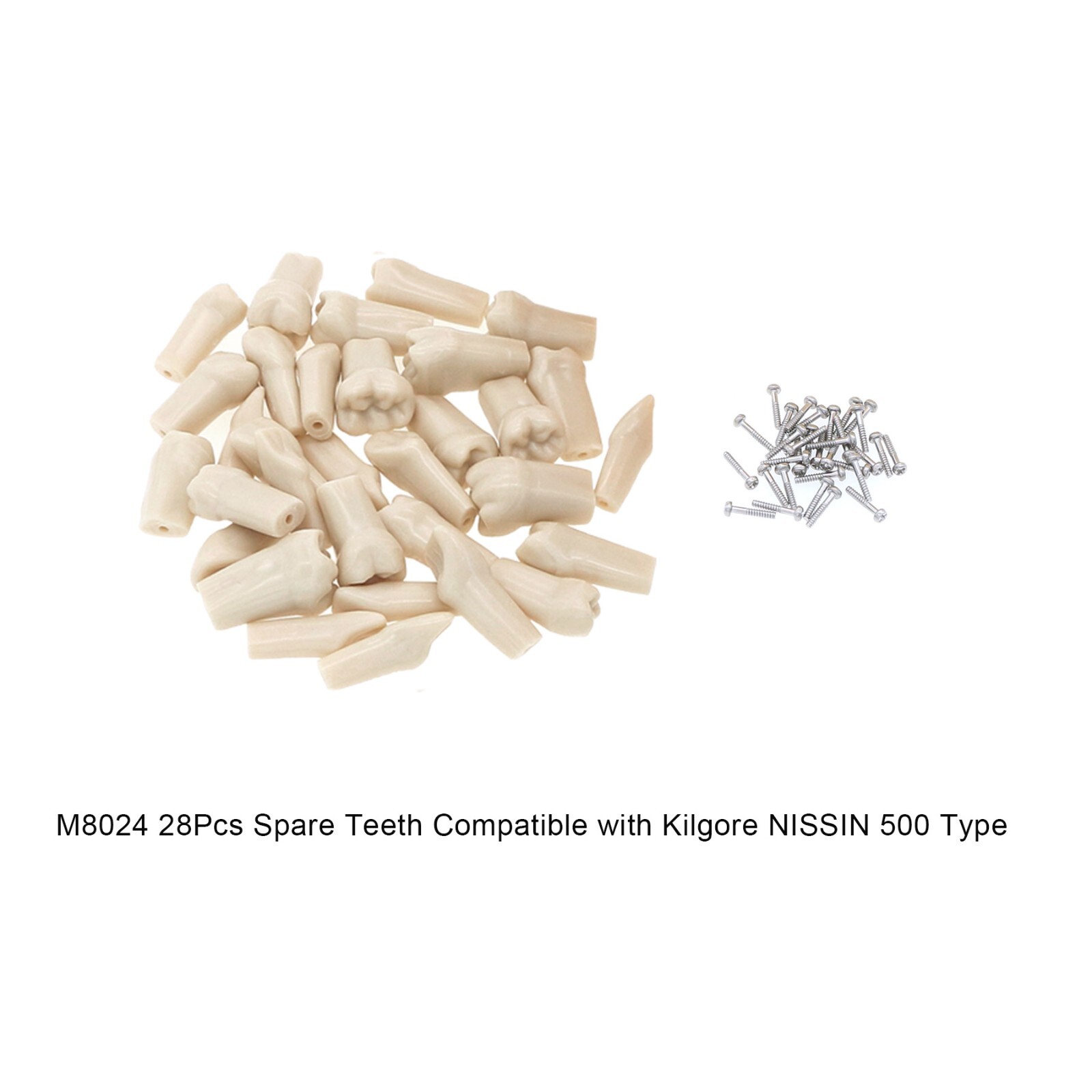 Dental Model With Screw-in Teeth fit Kilgore NISSIN 200/500 Type Typodont Model