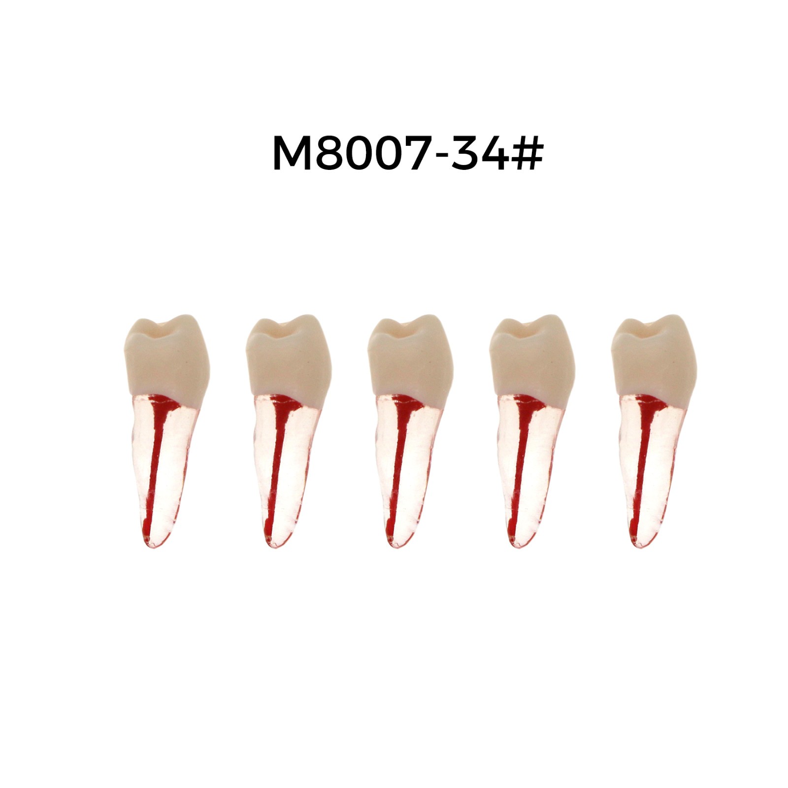 5Pcs Dental Endodontic Root Canal RCT Practice Pulp Cavity Endo Teeth Tooth 8007