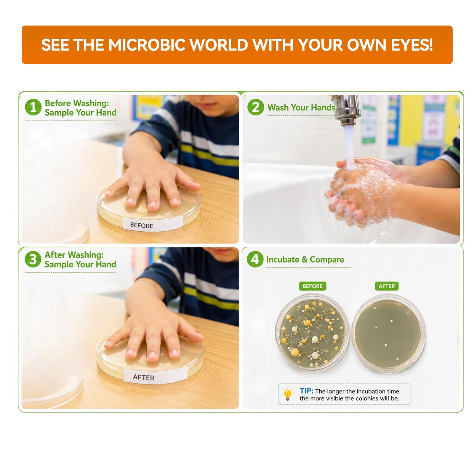 Kids Bacteria Handprint Kit – 2 Giant 150mm Prepoured Agar Petri Dishes
