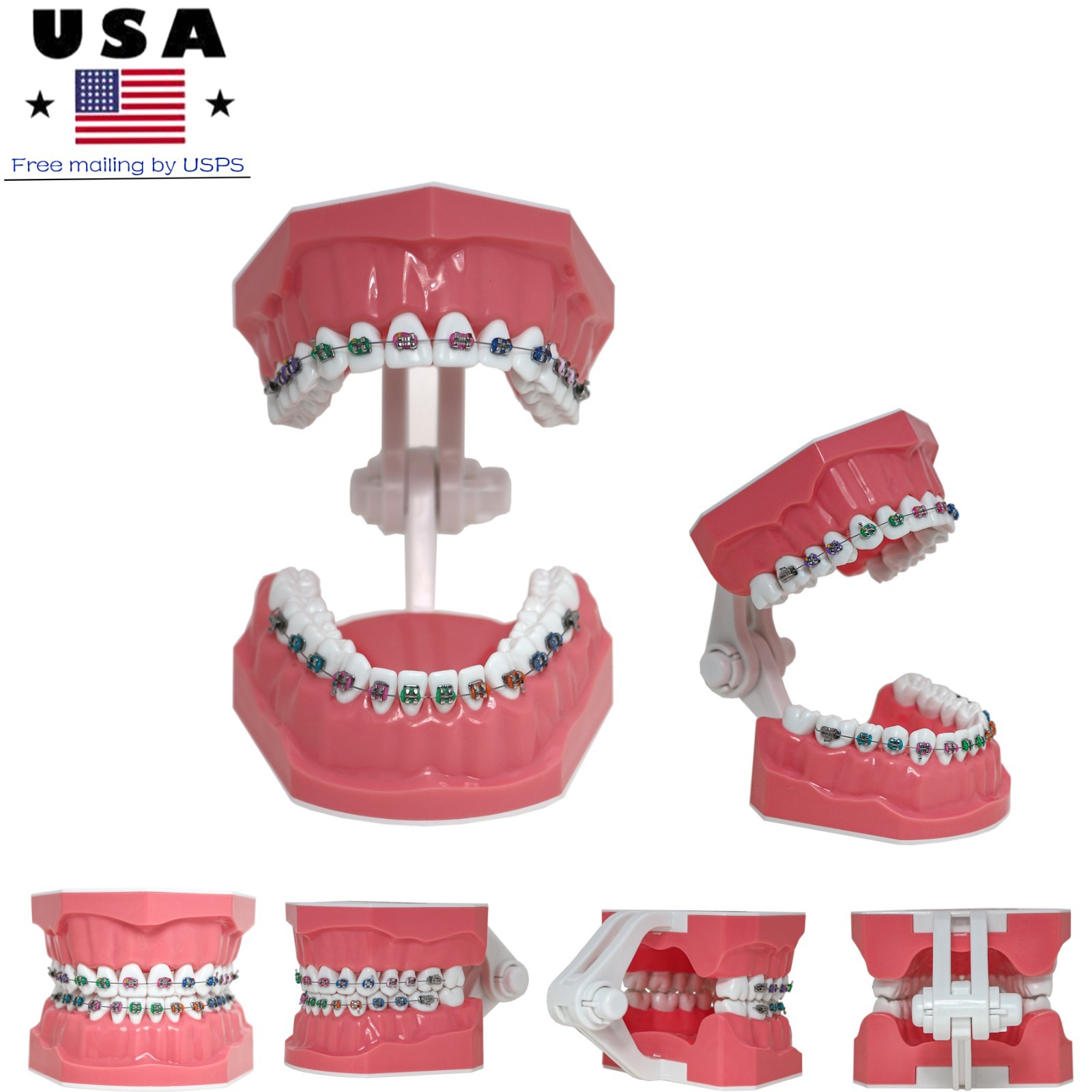 US Overdenture All-On-4/6 Implant /Ortho/Columbia 860/Kilgore NISSIN Teeth Model