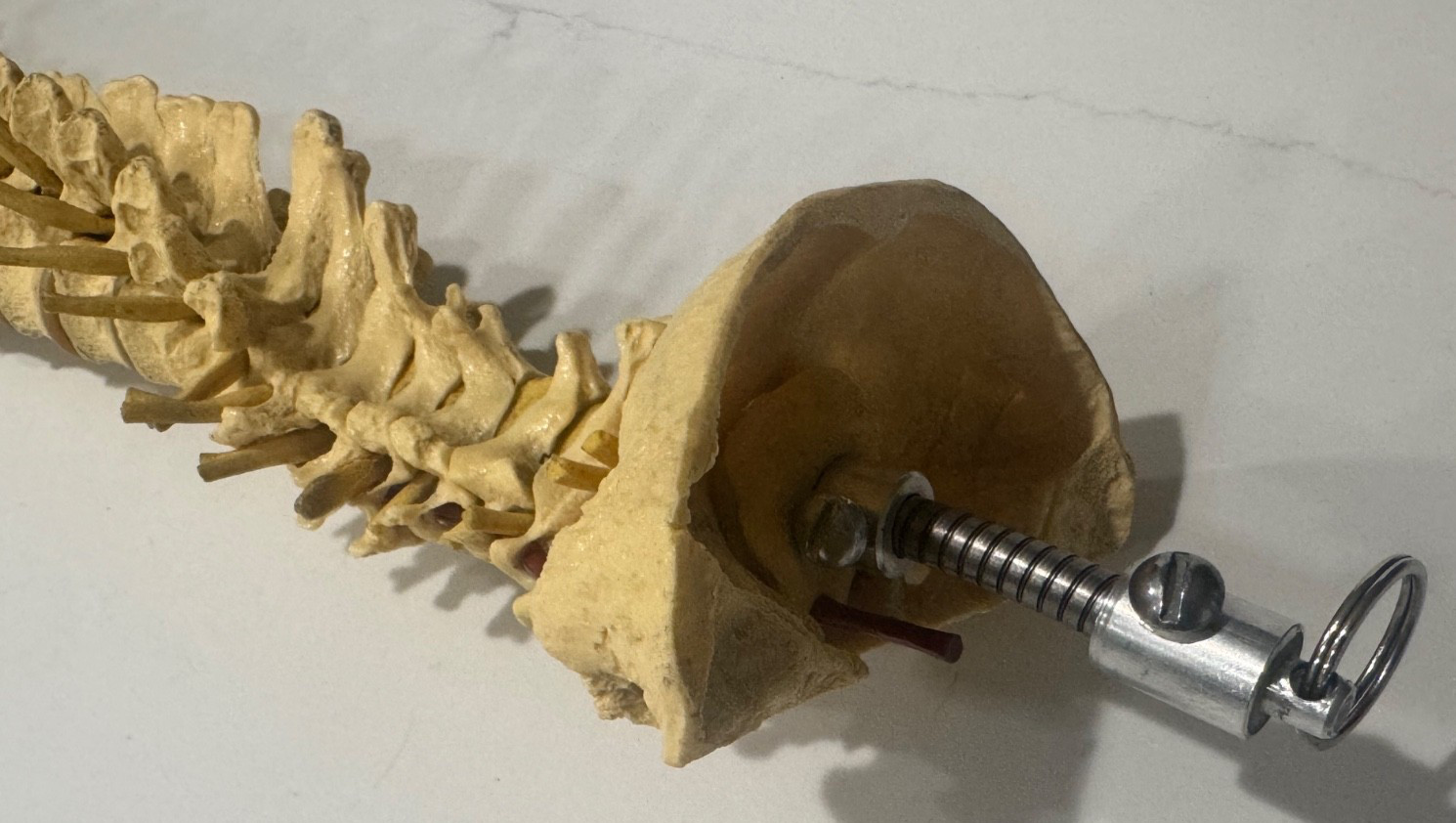 ANNATOMICAL ANATOMY 24″ HUMAN VERTEBRAL COLUMN SPINE WITH SACRUM MODEL