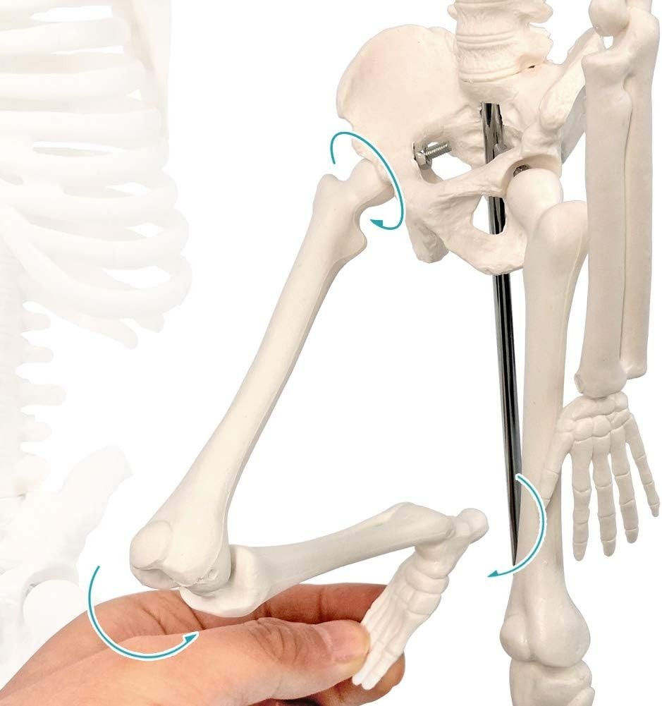 17.7“ Human Skeleton Model for Anatomy,Movable Arms Legs Bones Structures,Who…
