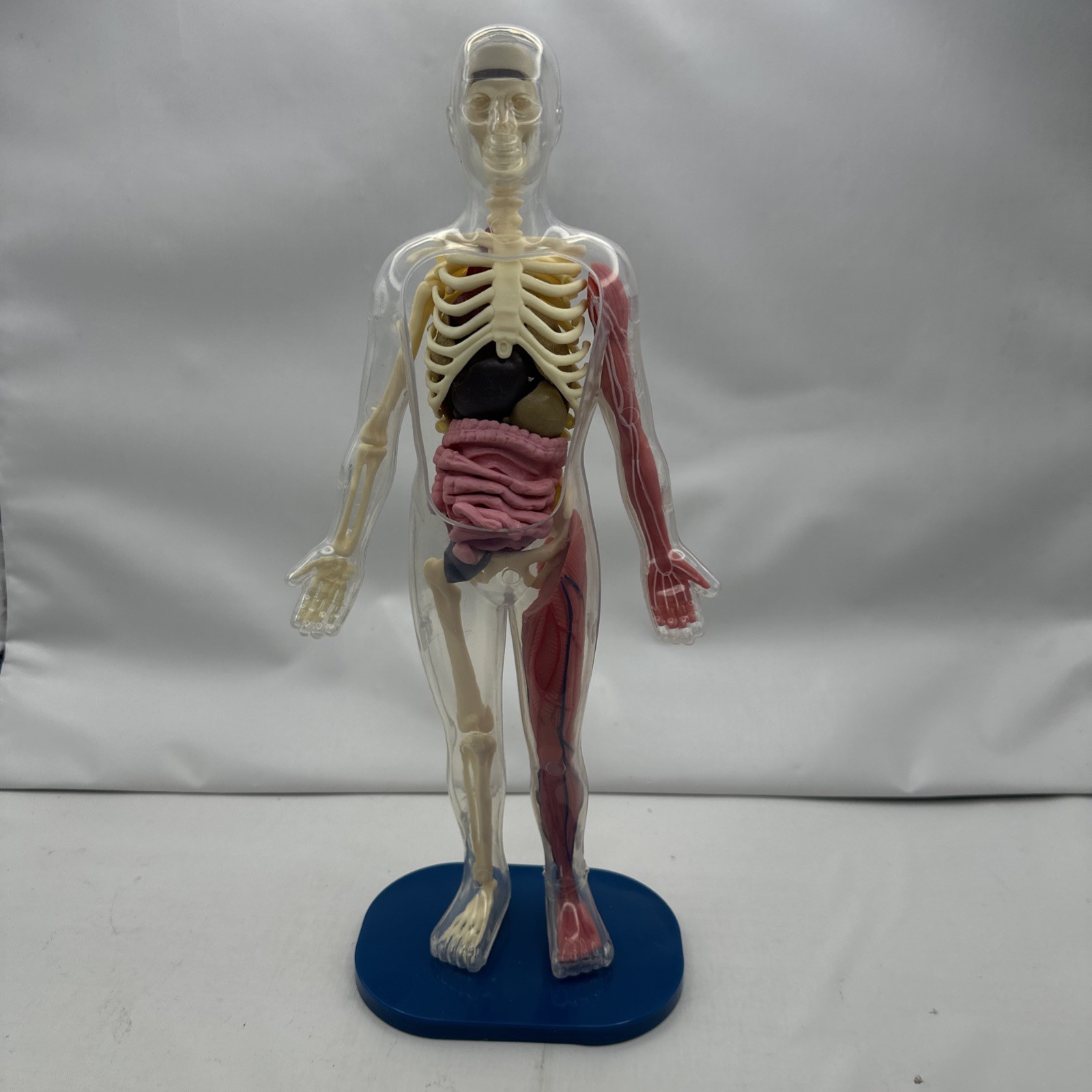 Human Body Model Anatomy Heart Brain Skeleton Muscles Lungs Student 13″