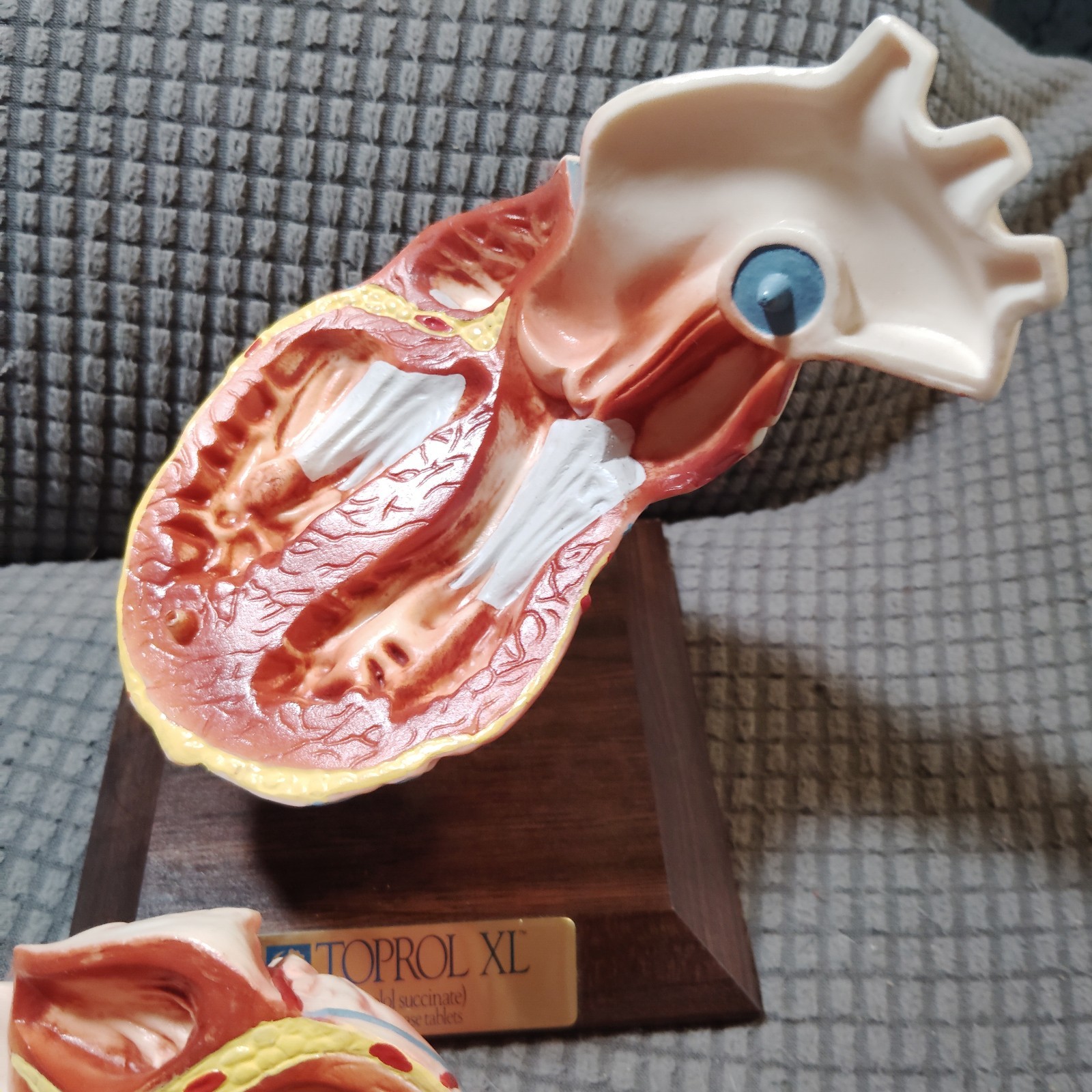 Vintage Anatomical Human Heart Model 2-Part Dissectible Medical Oddity Decor
