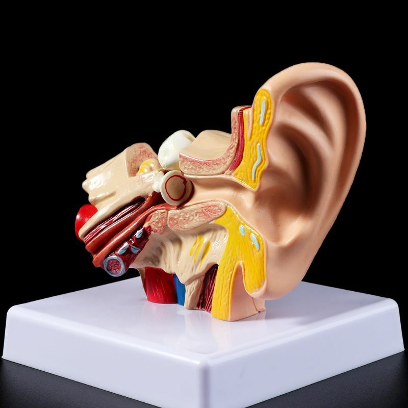 1.5 Times Life Size Human Ear Anatomy Model Organ Medical Teaching Supplies US