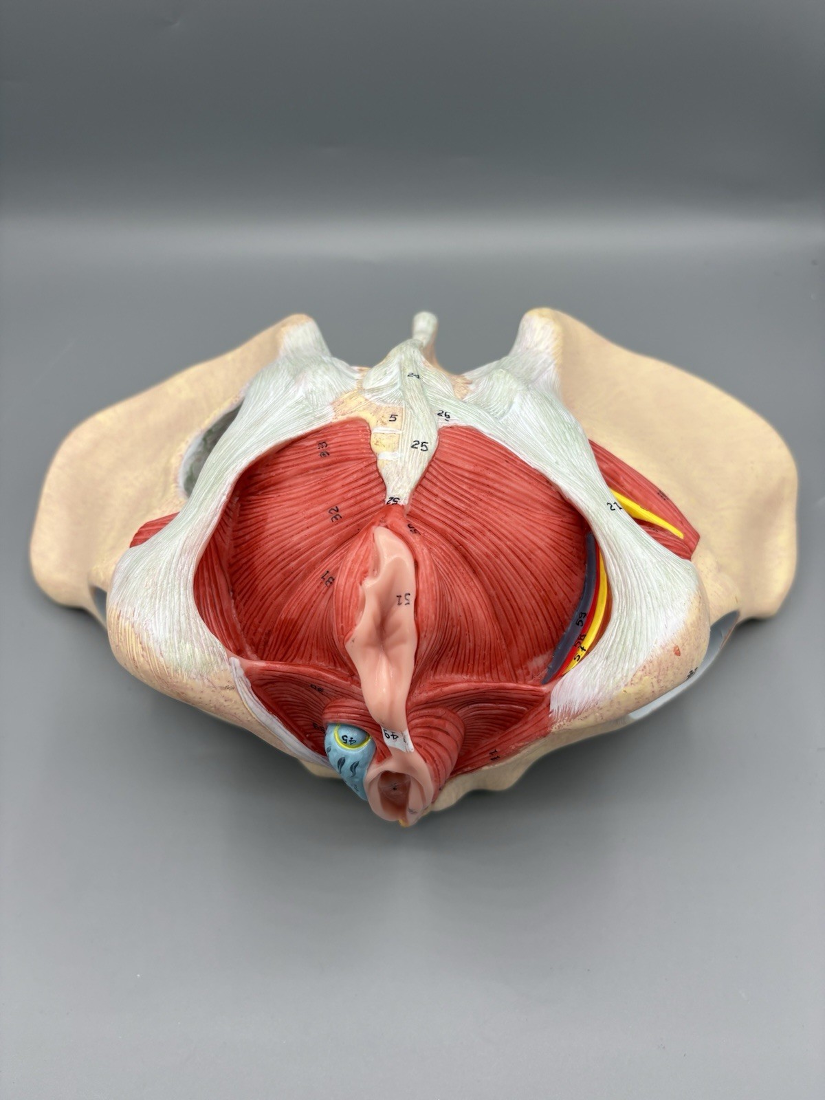 Female Pelvis Model with Pelvic Floor Muscles Perineal Model All in One Femal…
