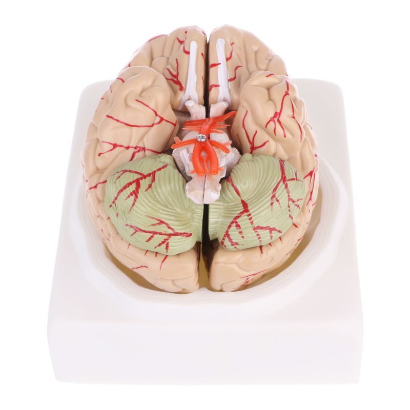 Human Brain Model Anatomical Anatomy Medical Teaching Education Study Science