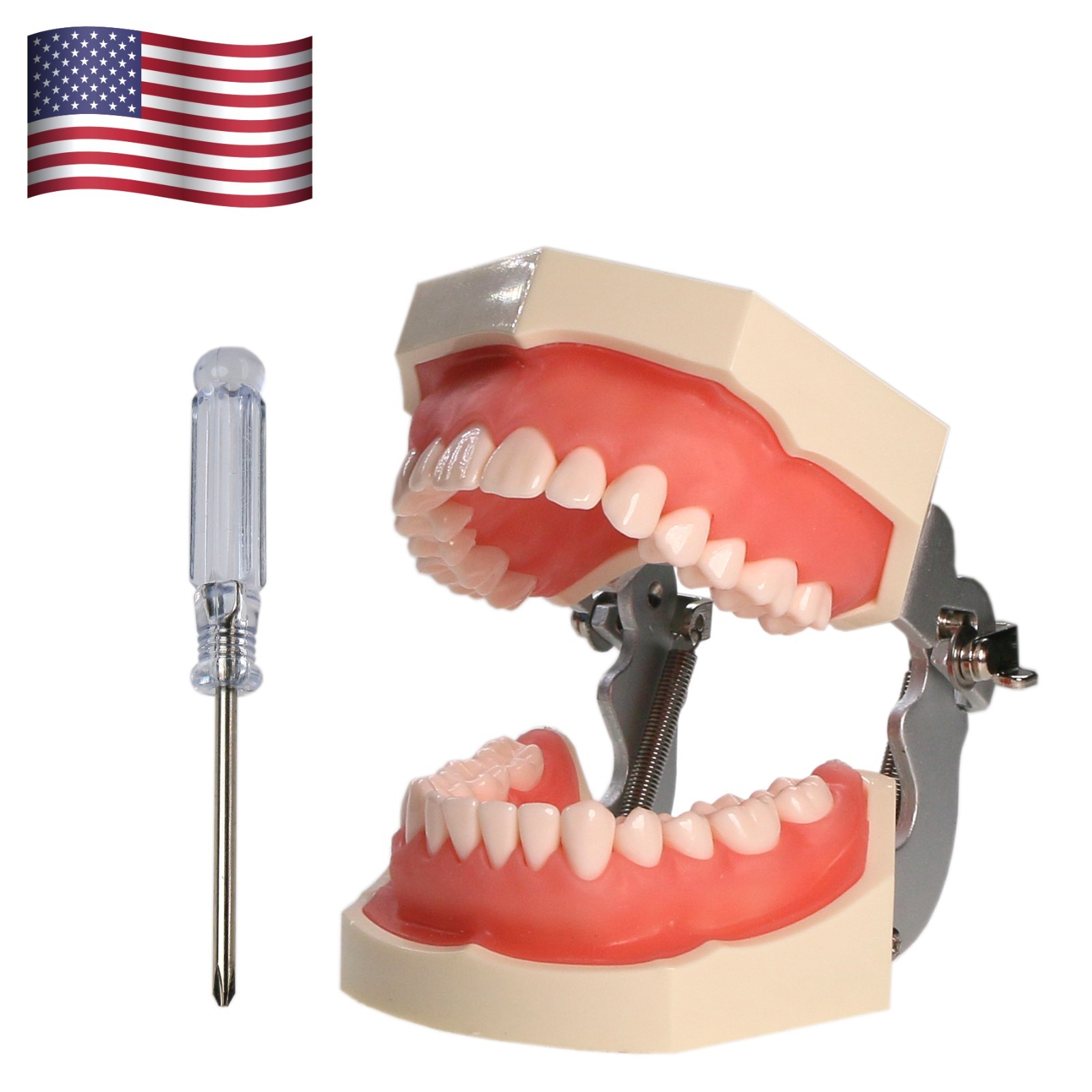 US Dental Typodont Teeth Models fit Kilgore NISSIN 200/500 Type & Columbia 860