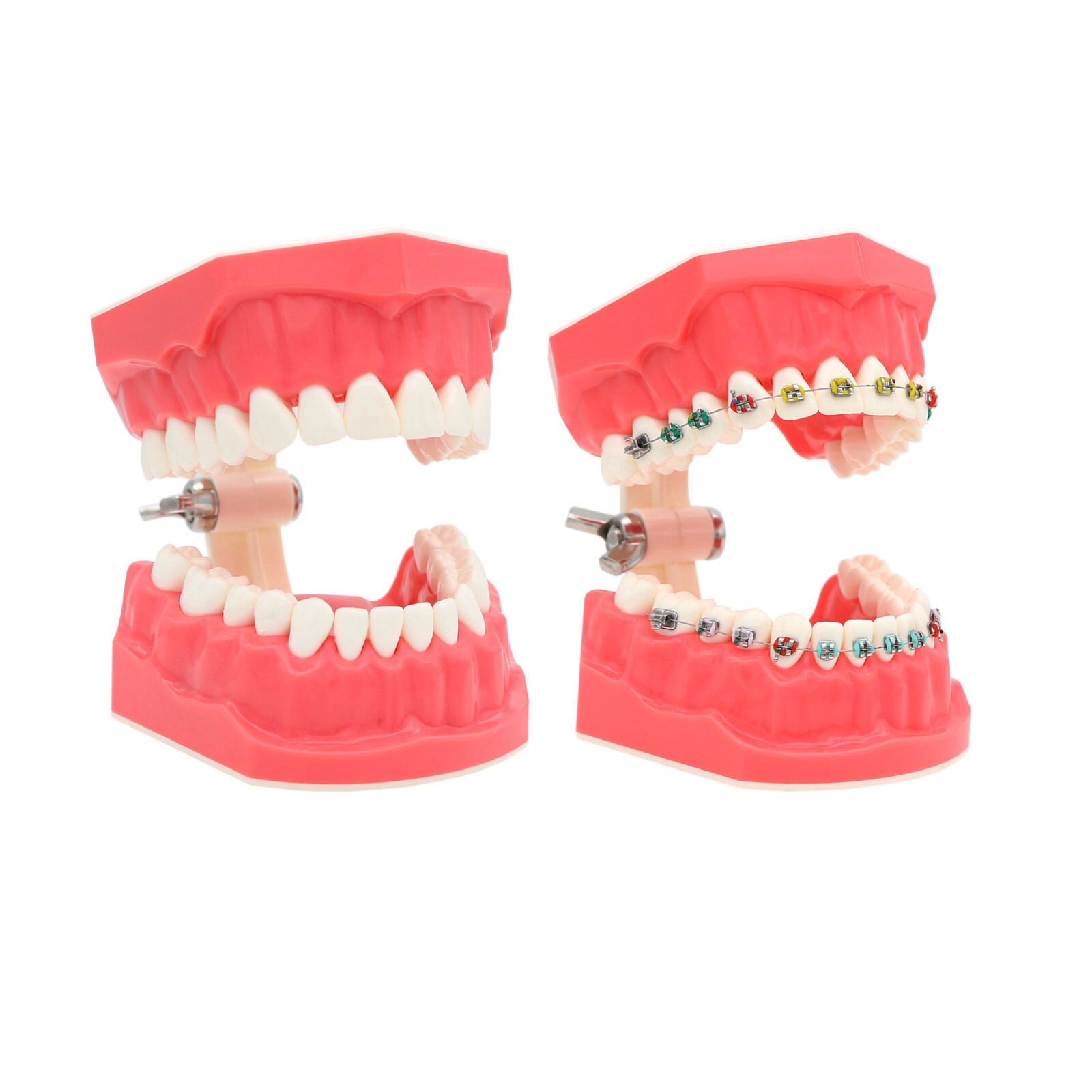 Multiple Types Dental Teeth Model Typodont Ortho Implant Practice Demo Teaching