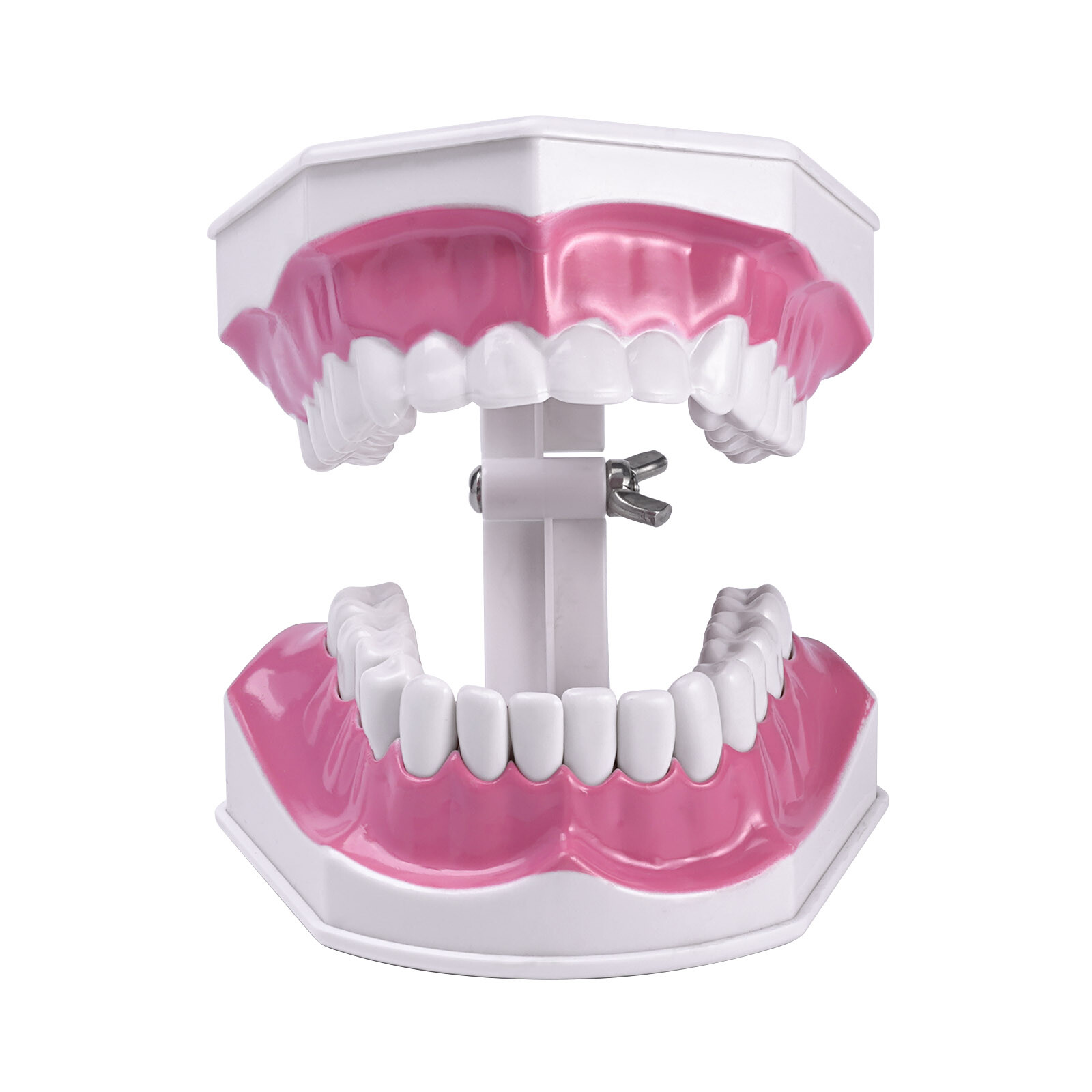 2 Times Enlarge Dental Teeth Model Includes Toothbrush Dental Education Supplies