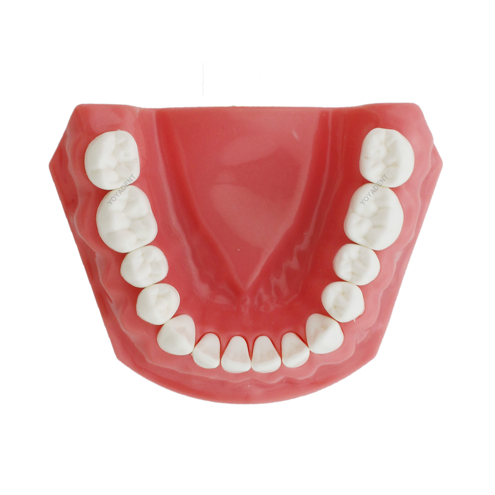 Dental Teeth Model Standard 1:1 Brushing Flossing Practice Teaching Model M7010