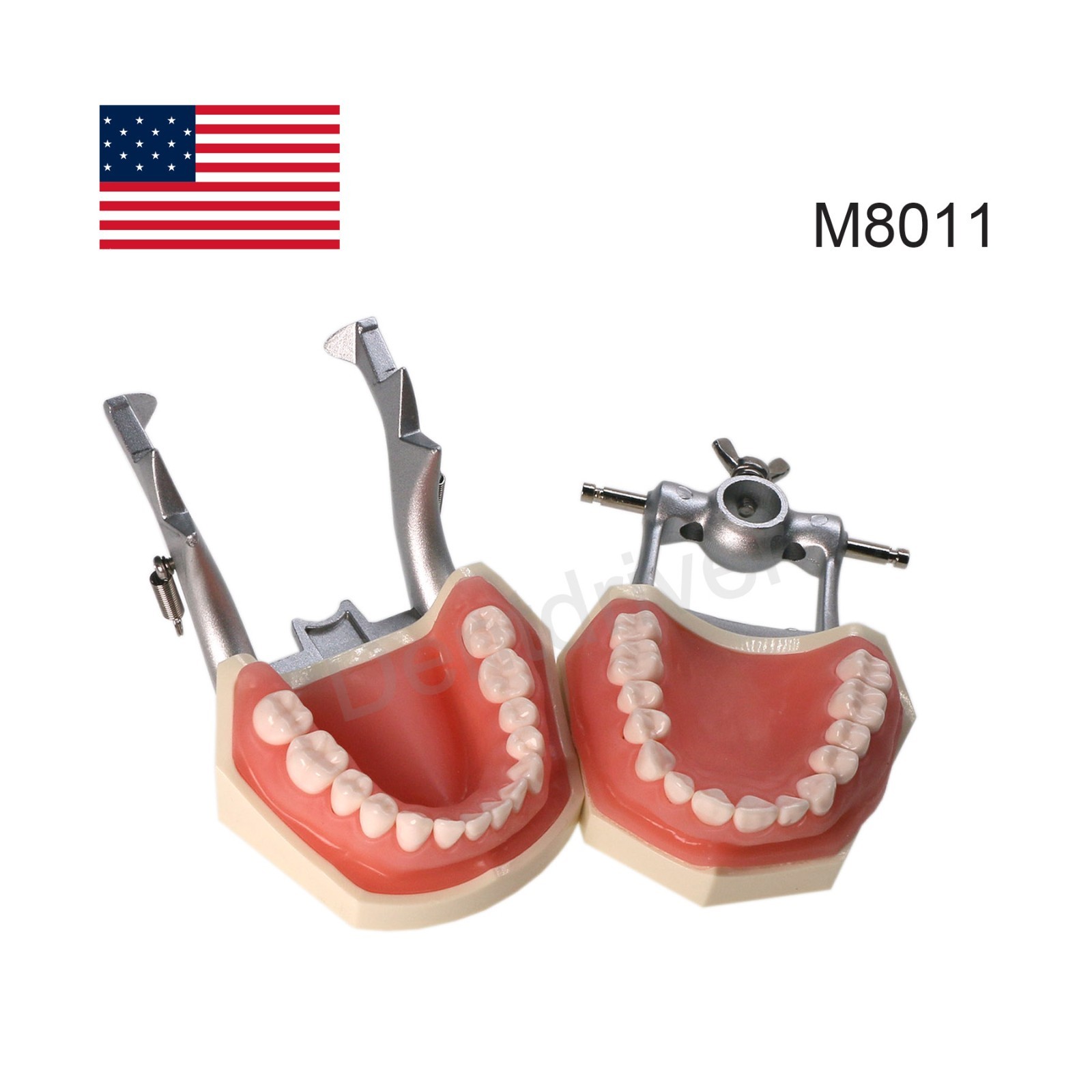 US Dental Typodont Model Mounting Pole Compatible with Columbia/Kilgore/Nissin