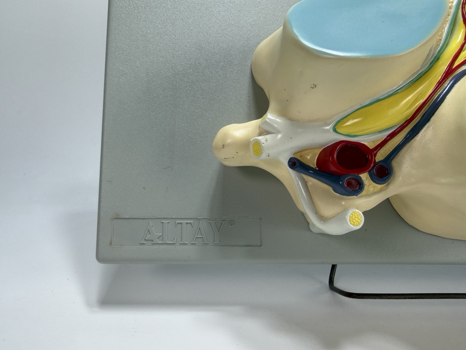 Vintage Fifth Cervical Vertebra Medical Model Heavy Plastic Numbered