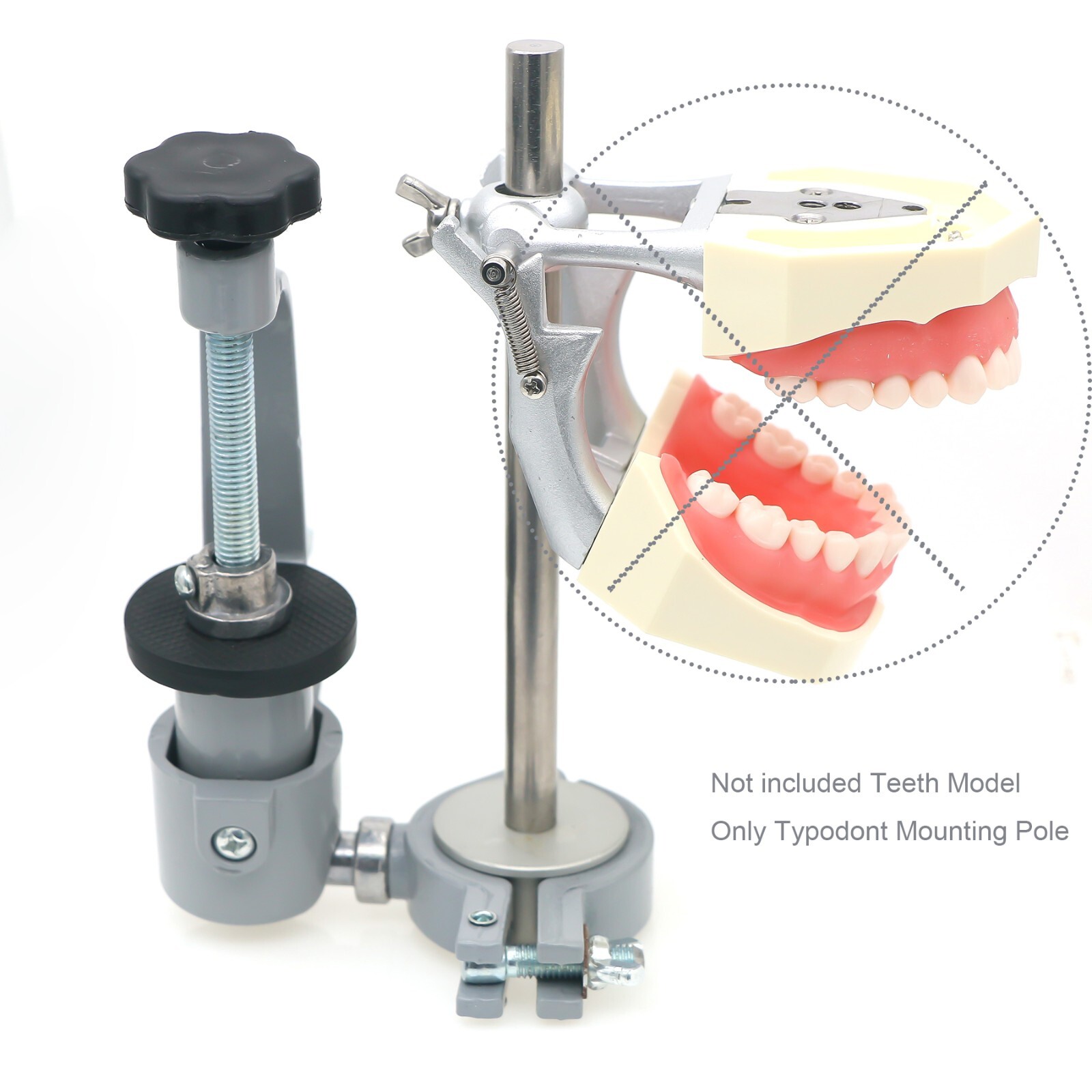 US Dental Columbia Dentoform 860 Type Typodont Model 32pcs Removable Teeth M8030