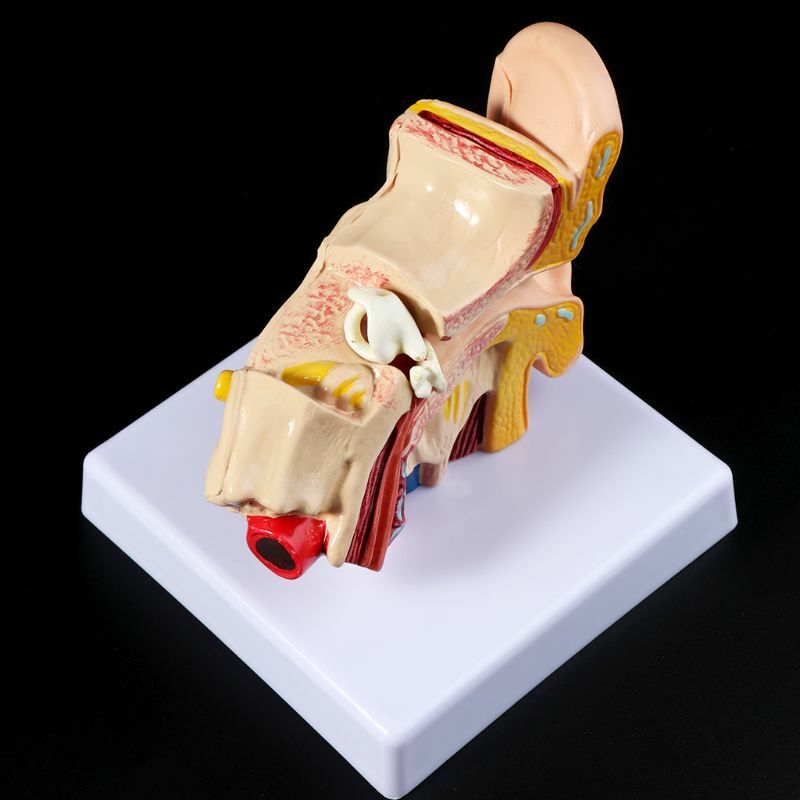 1.5 Times Life Size Human Ear Anatomy Model Organ Medical Teaching Supplies US