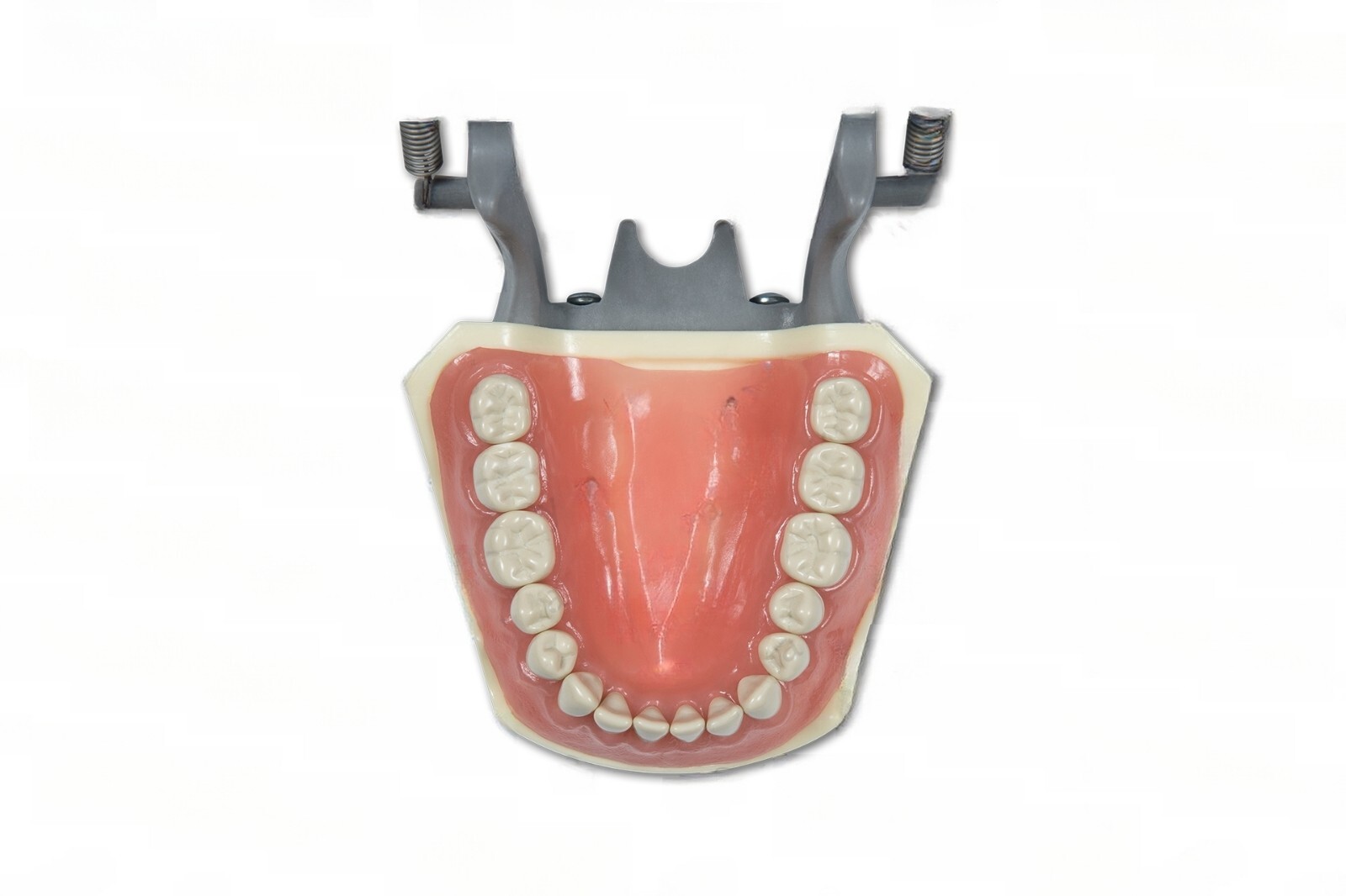 DENTAL TYPODONT 860 BUNDLE PACK 10 EXTRA MOLARS FITS COLUMBIA BRAND TEETH