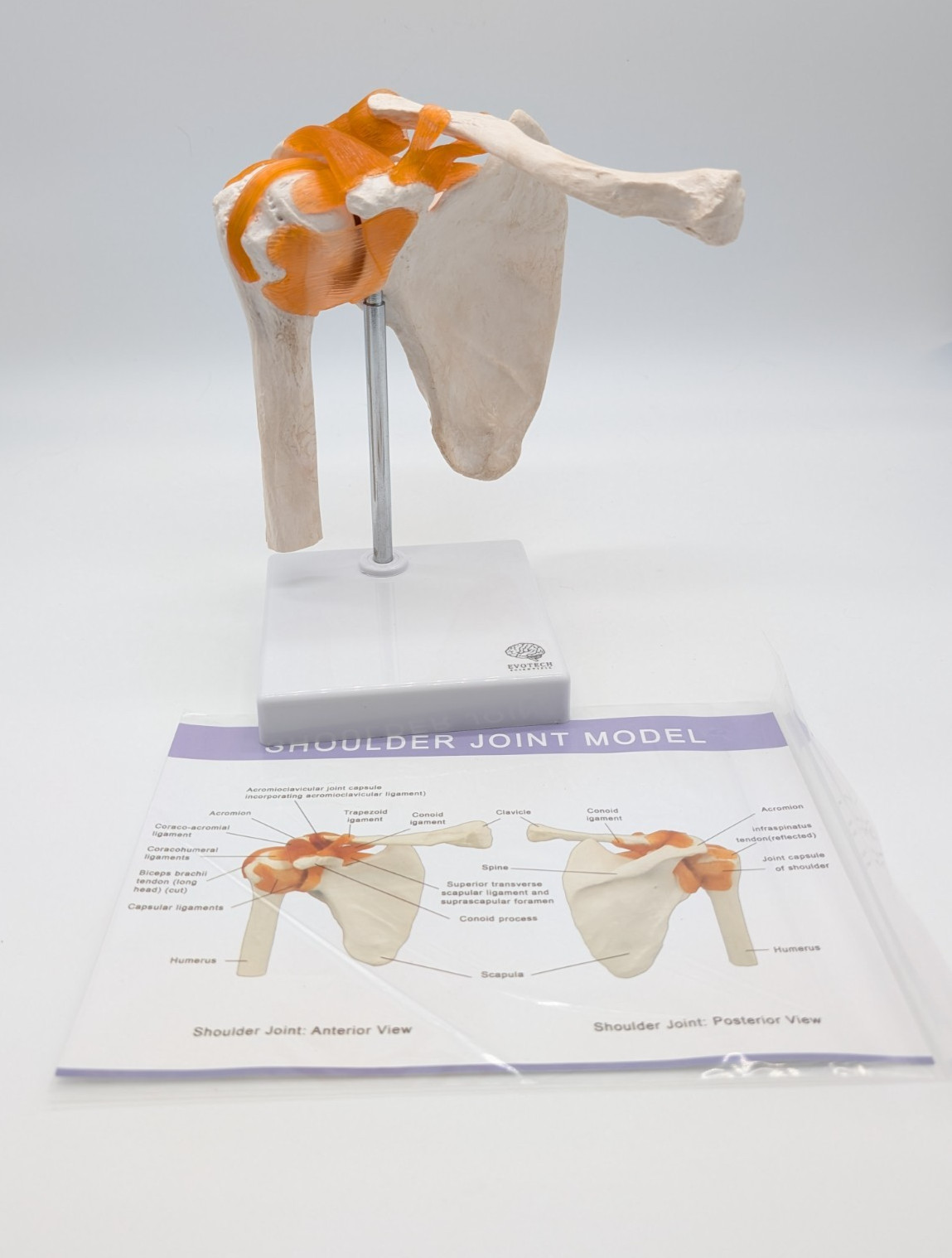 Evotech Scientific Anatomical Shoulder Joint Model