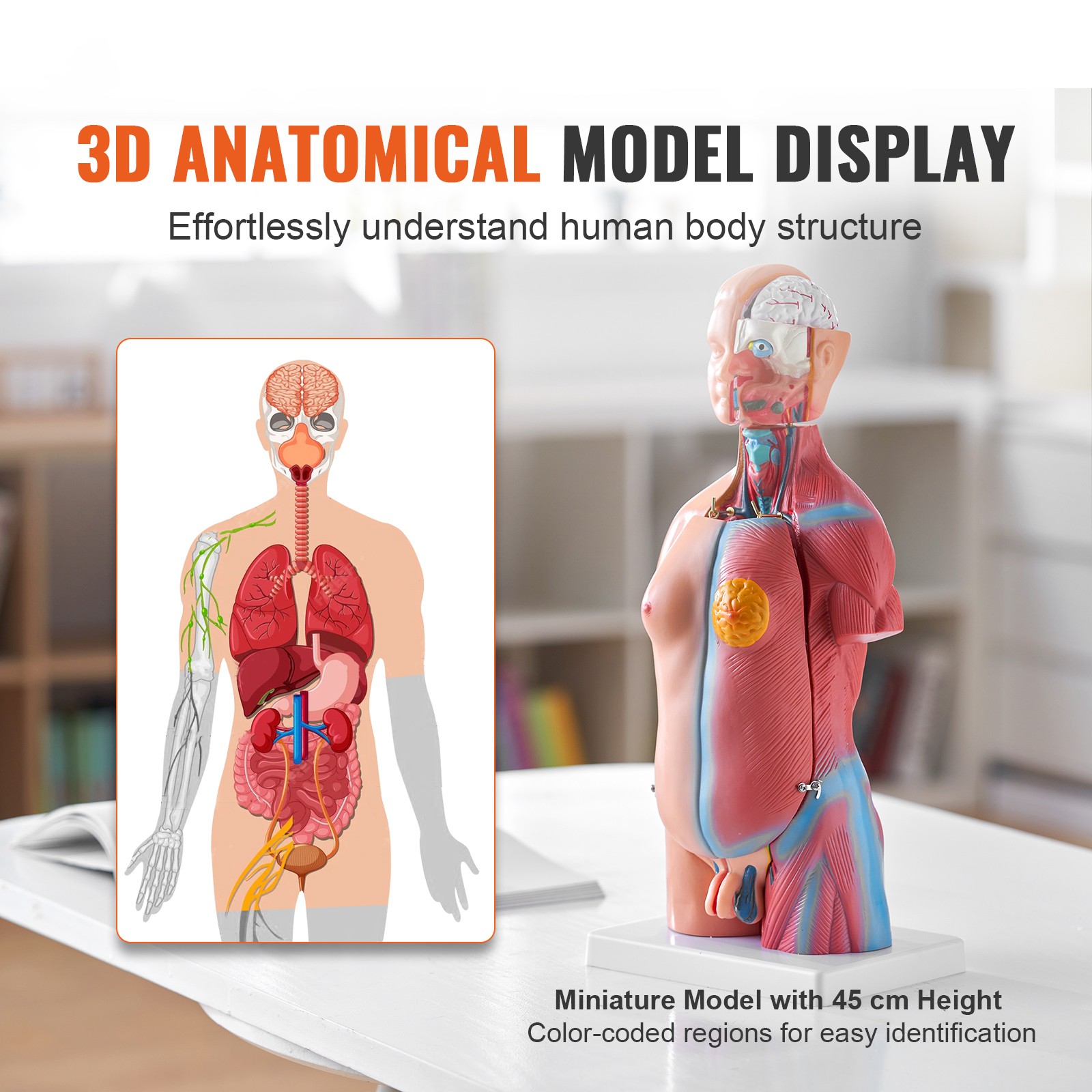 VEVOR Anatomical Human Torso Body Model Anatomy Internal Organ 18″ 23 Parts