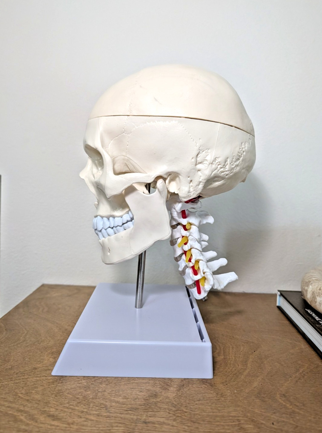 Human Skull with Brain and Cervical Vertebra Anatomical Model Life-Size Anatomy