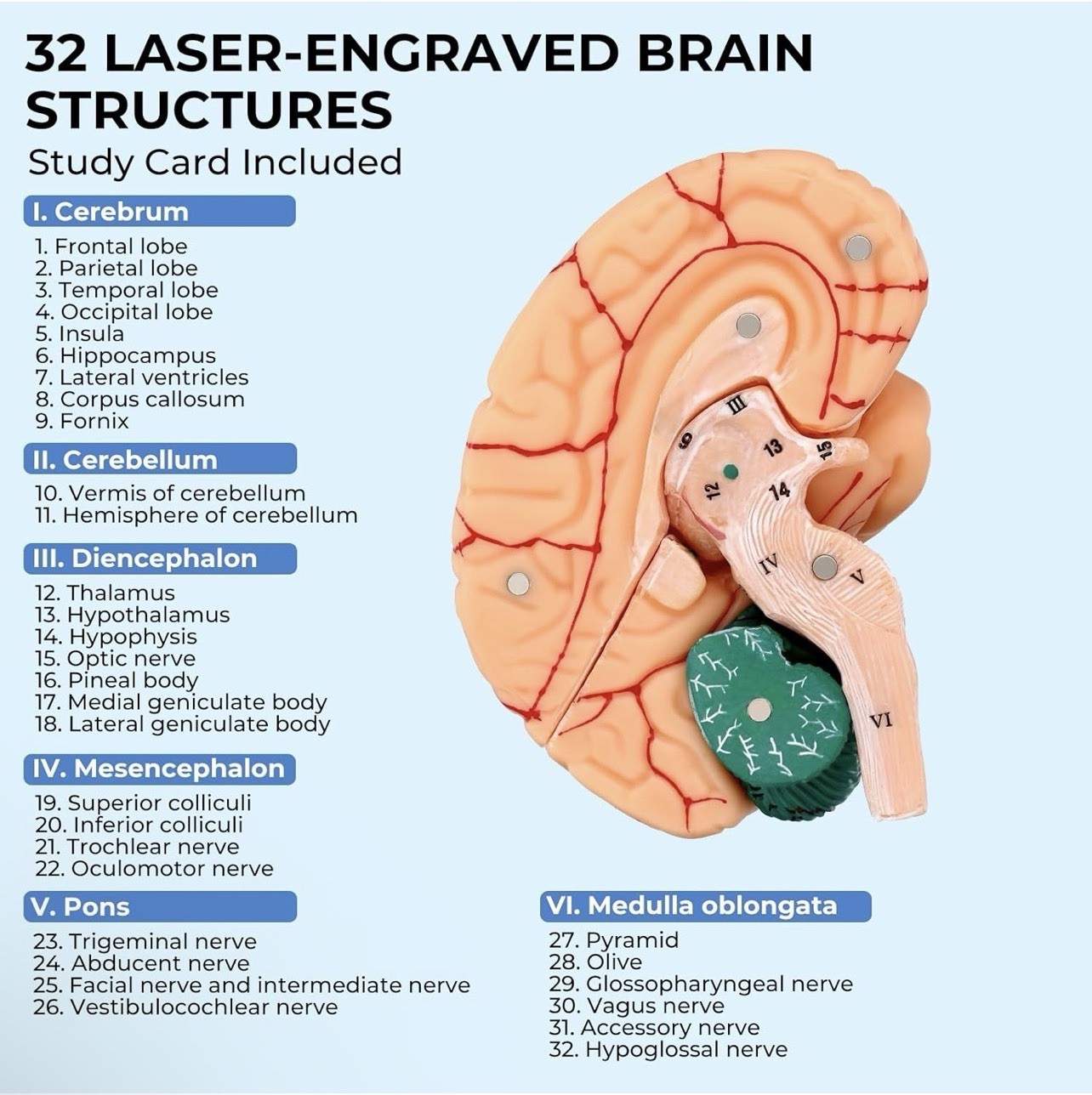 Human Brain Anatomy Model, 8-Part Life Size with Magnetic Detachable Structure