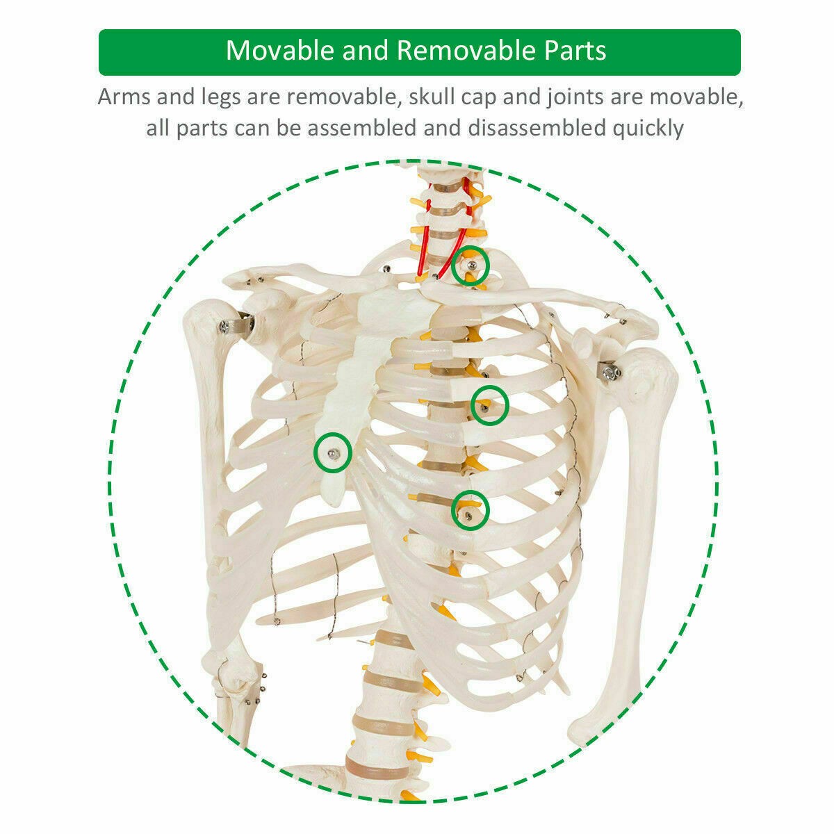 New Life Size Human Anatomical Anatomy Skeleton Medical Model, Stand