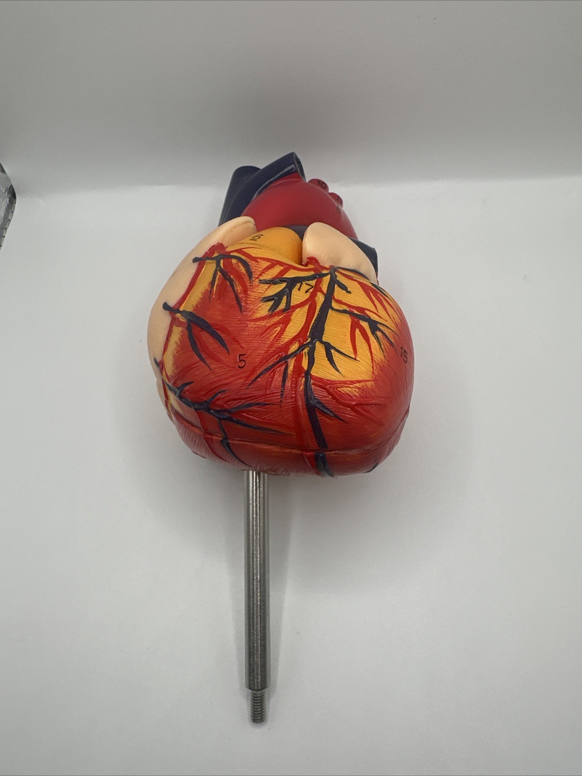 Anatomical Human Heart LifeSize 1:1 Model Medical Teaching Patient No Stand Used