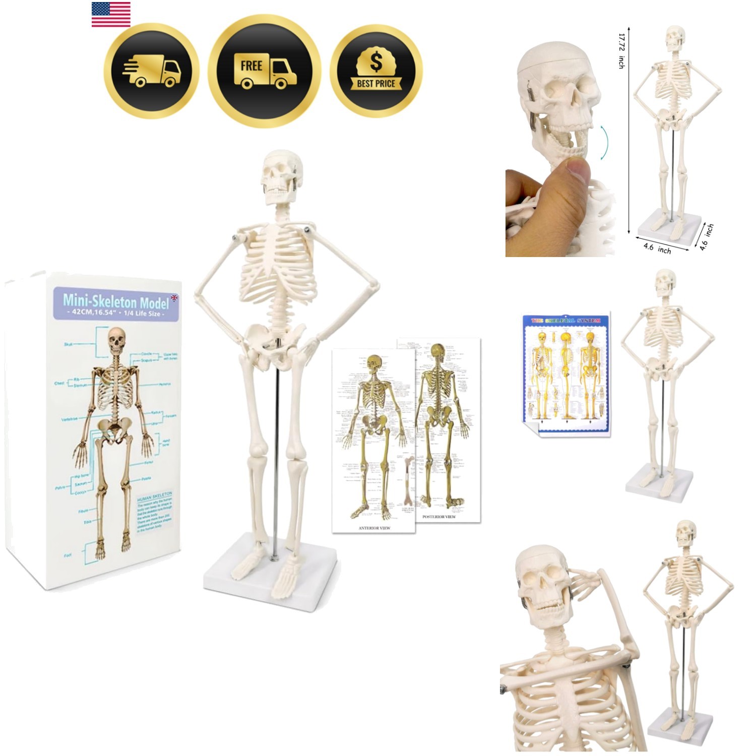 17.7“ Human Skeleton Model for Anatomy,Movable Arms Legs Bones Structures,Who…