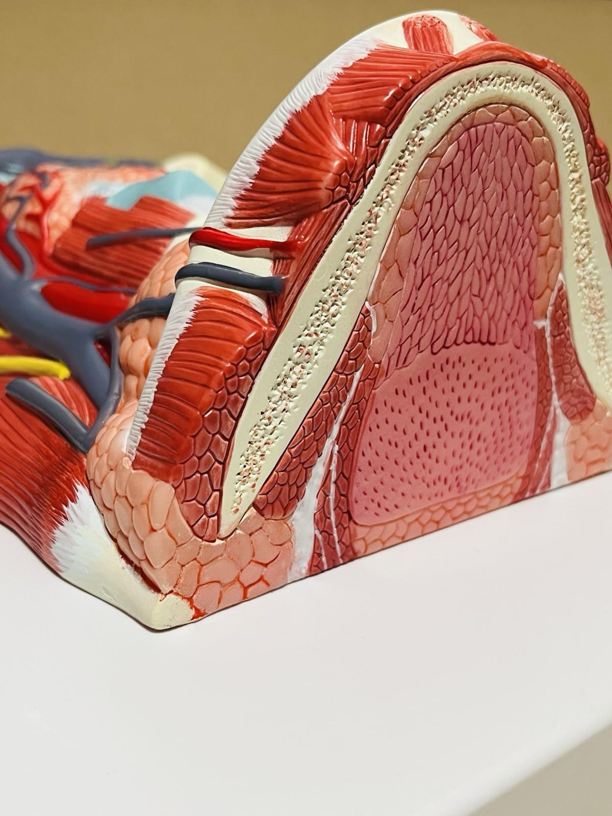 Anterior cervical muscle, neck muscle nerve, medical anatomical model