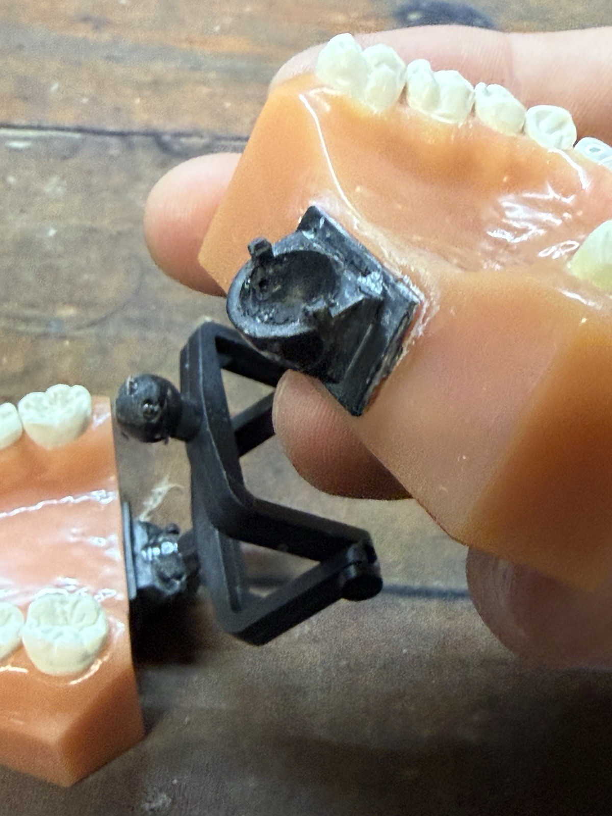 NuSmile Dental Typodont Training Model Consultation Teeth Display w/ Bench Clamp