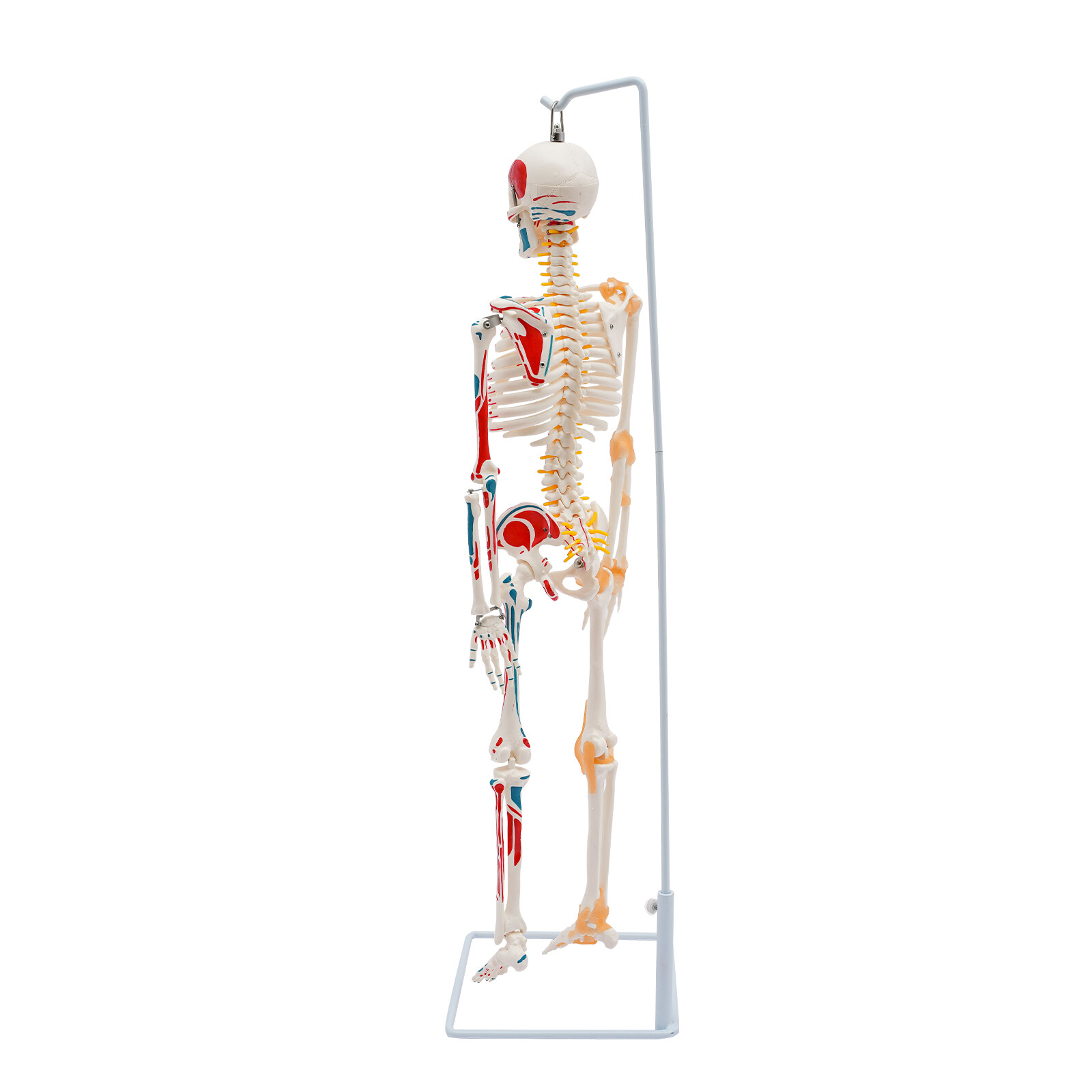 34″ Hanging Style Human Skeleton Model For Doctors’ Office or Anatomy Classroom
