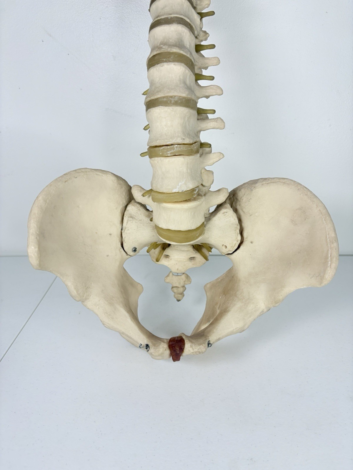 Vertebrae Human Spine and Pelvis Anatomical Model Science Medical